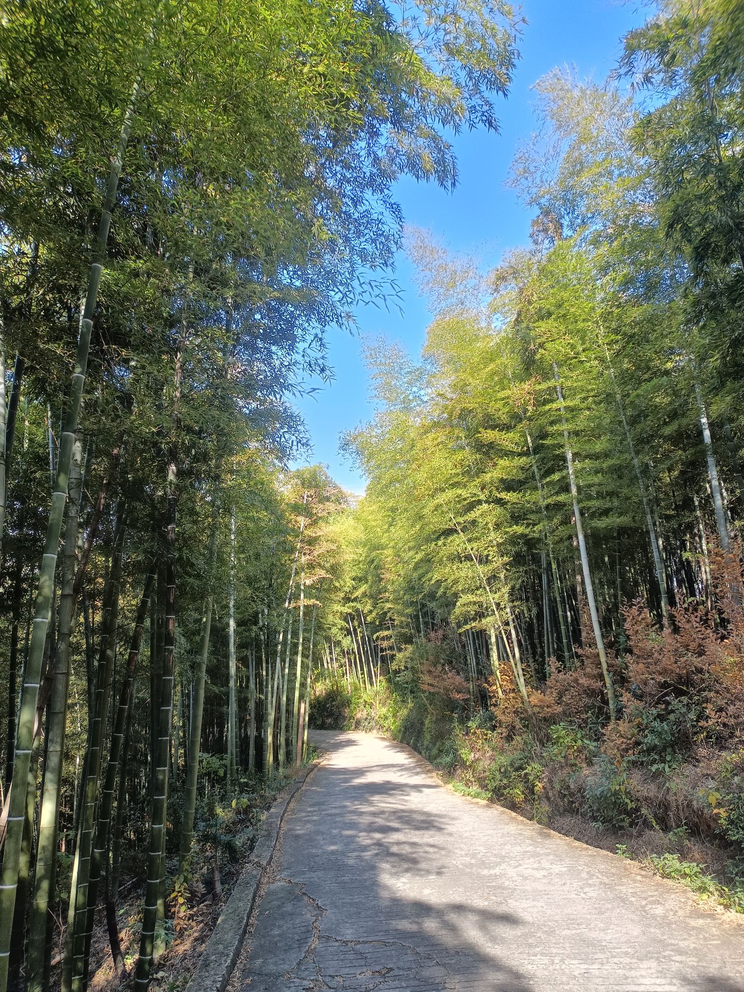 吴兴金盖山景区旅行图片 1
