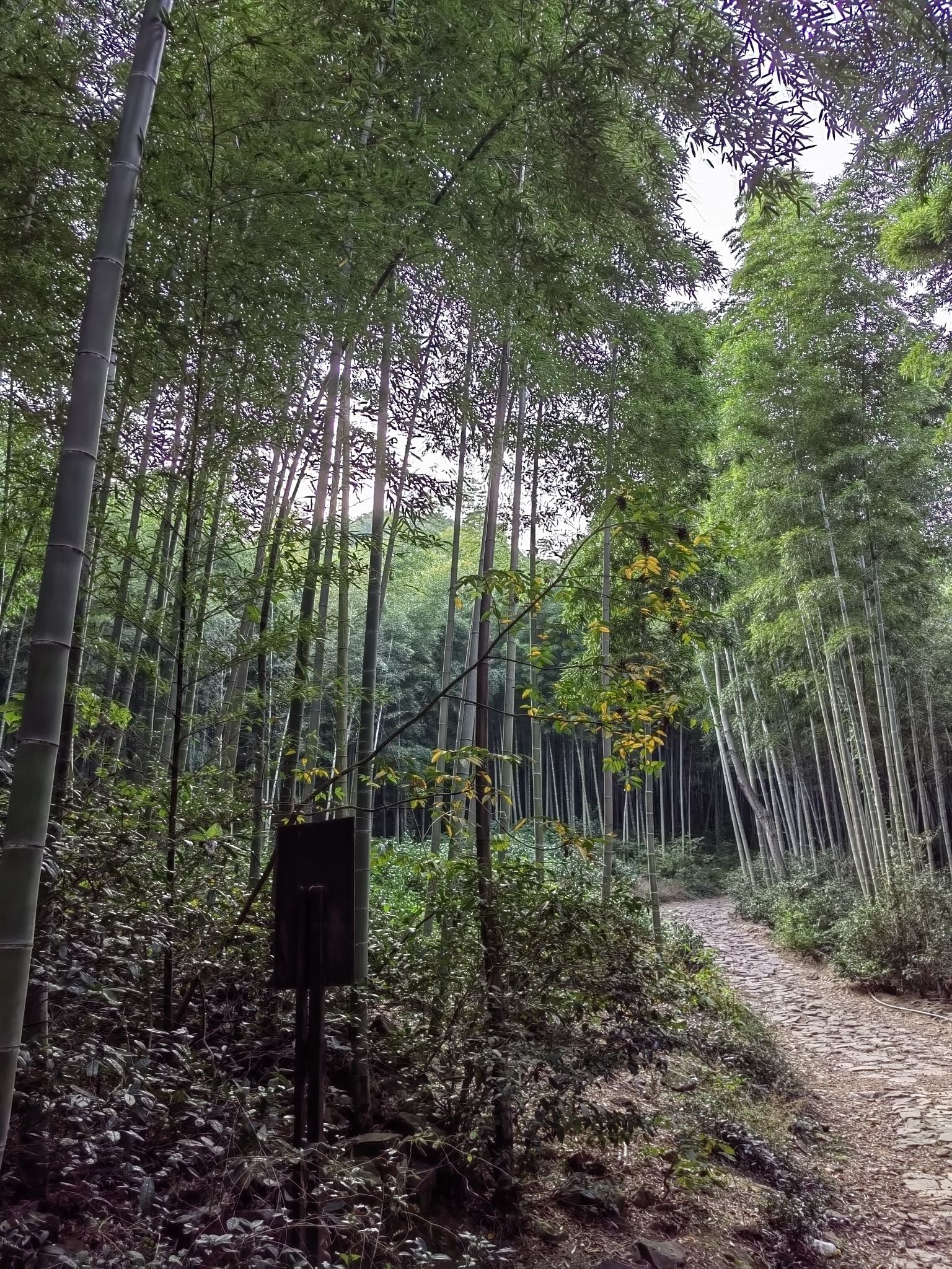 长兴顾渚(村)景区旅行图片 1