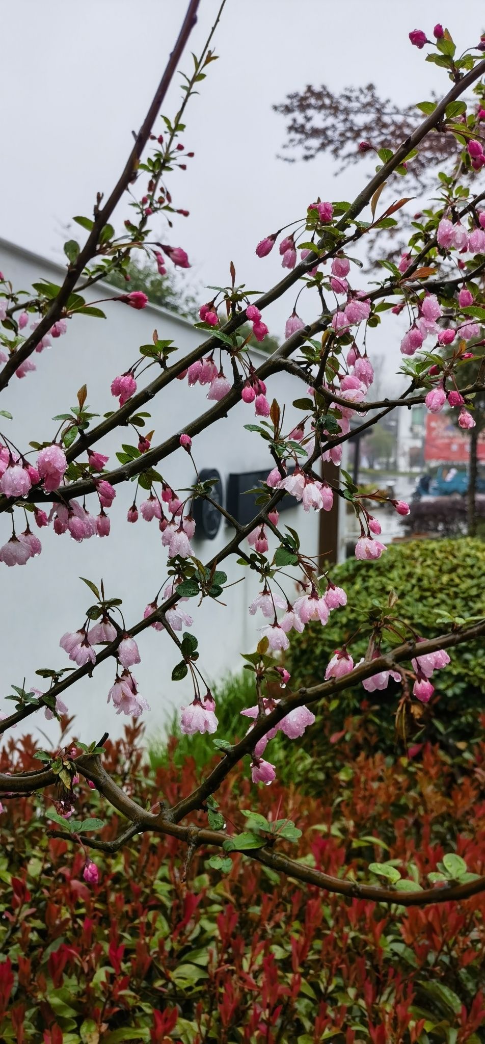 妙山村景区旅行图片 2