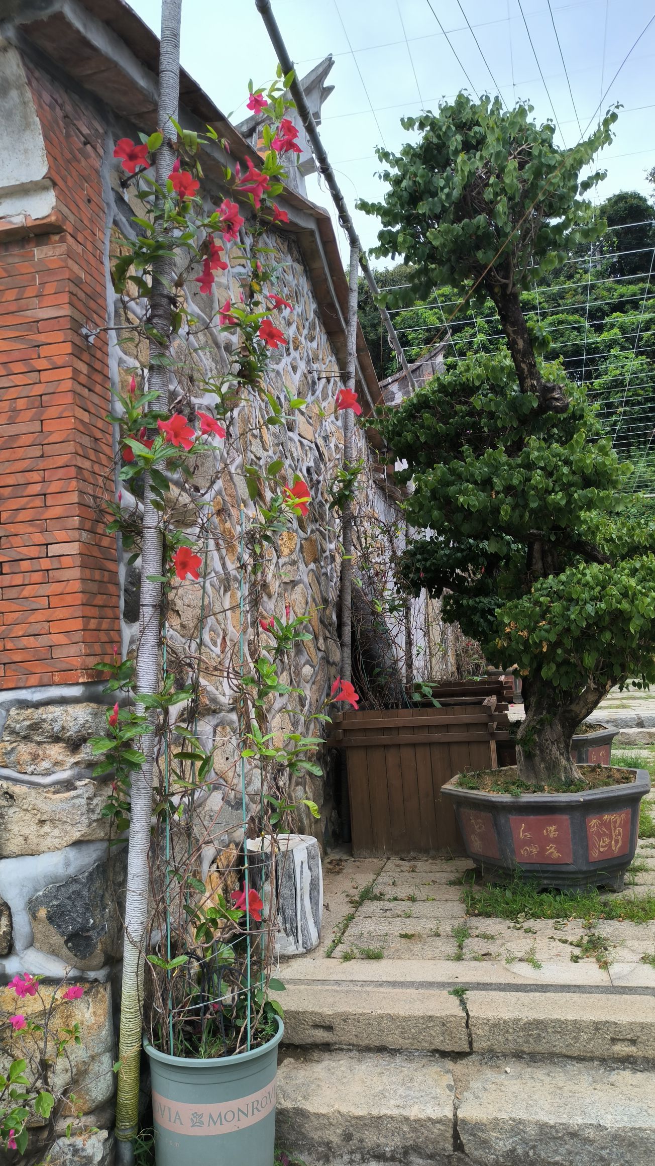 大帽山·云栖别苑旅行图片 3