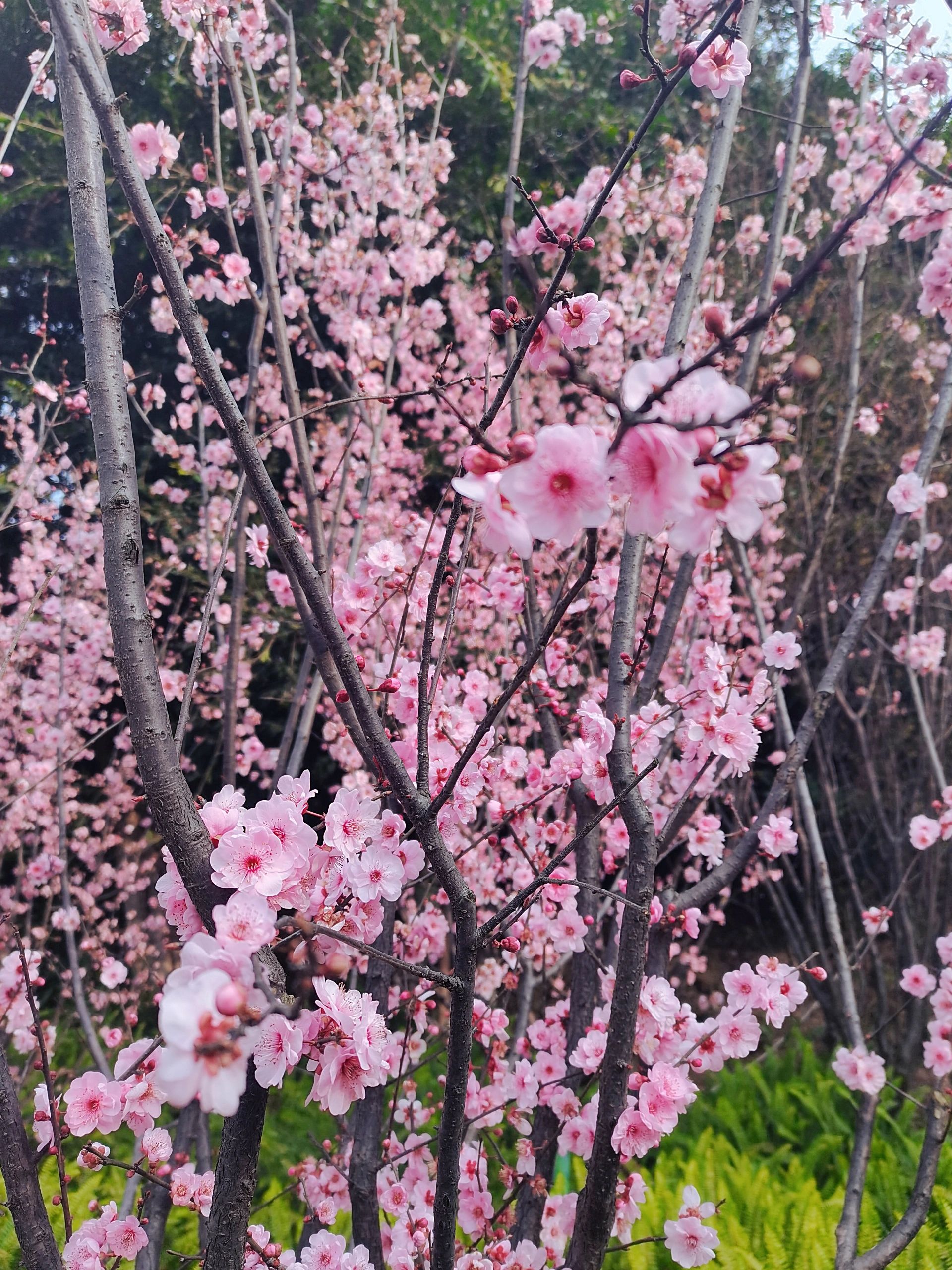 虎头岩公园旅行图片 3