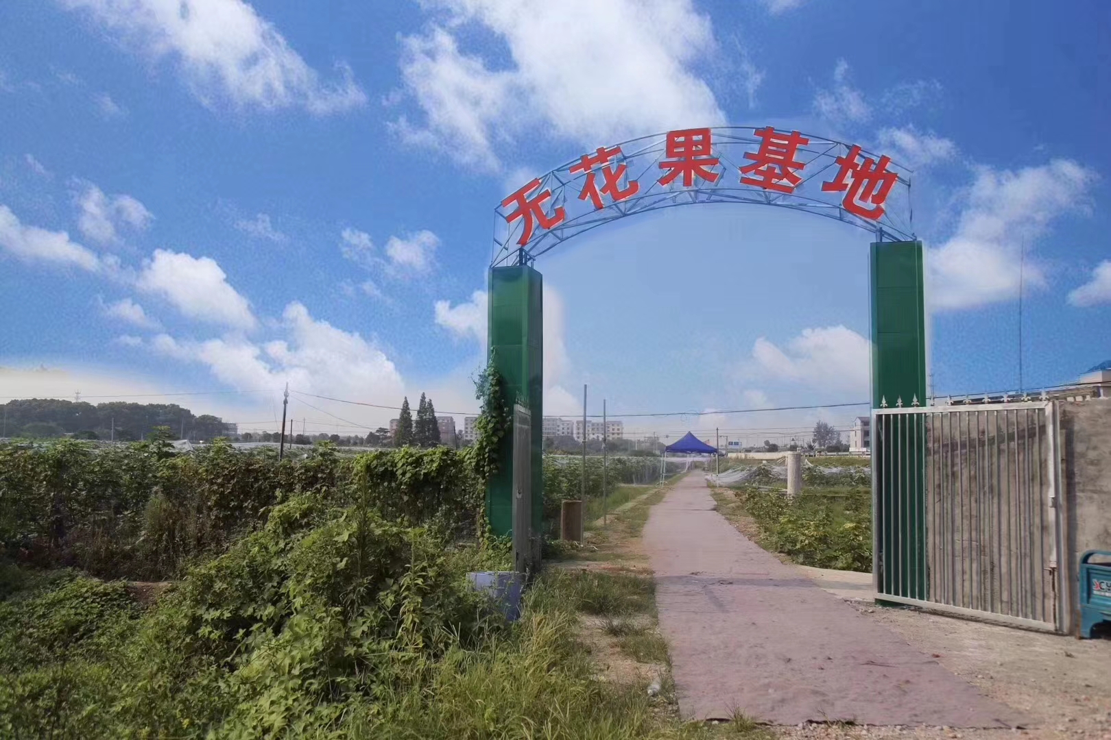 义乌无花果基地