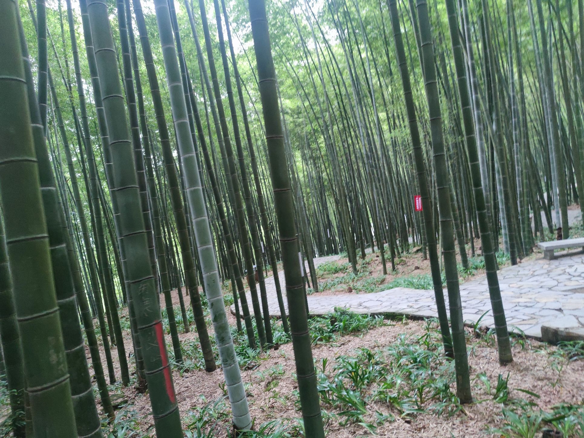茶山竹海-观景台