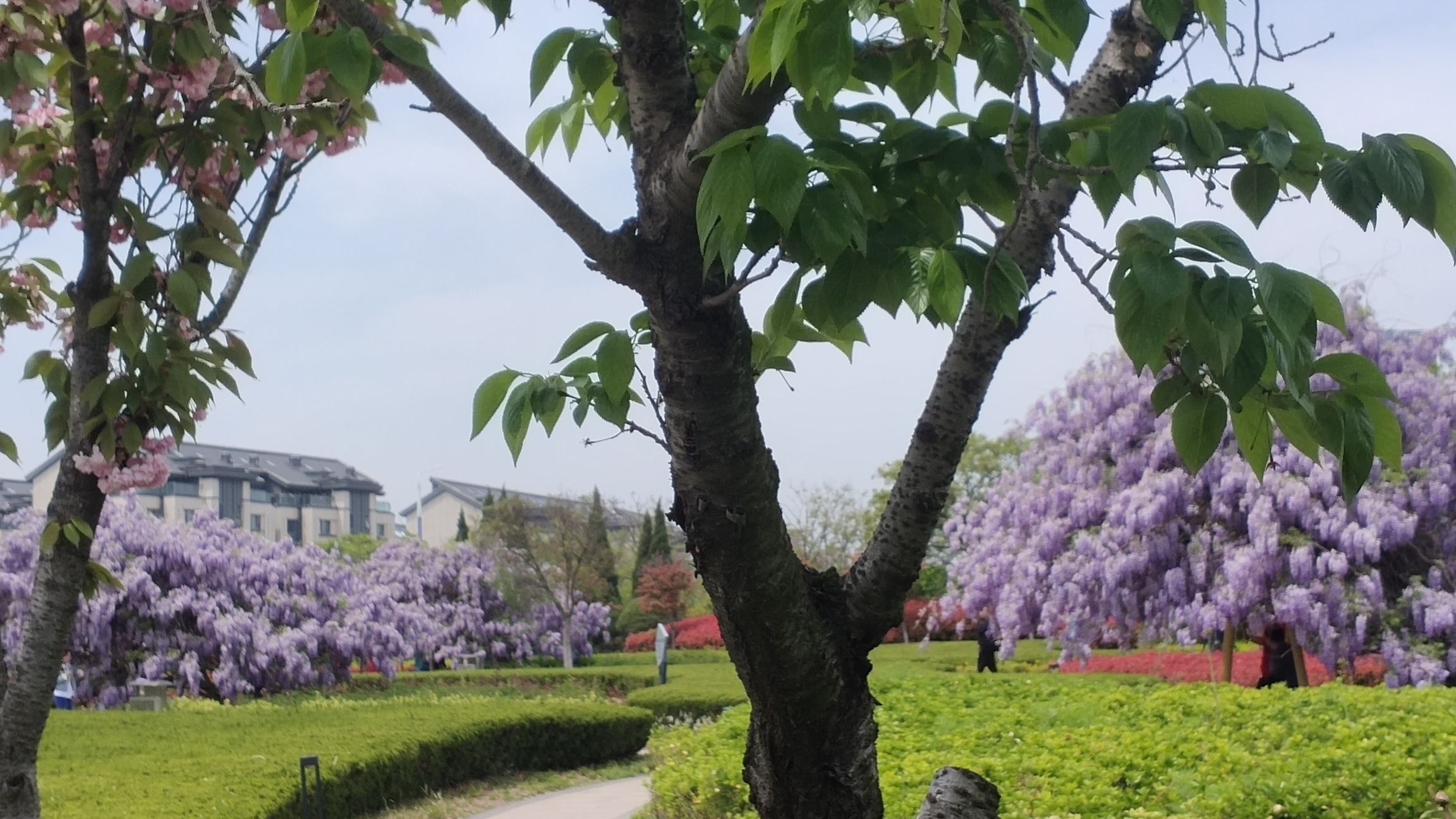 青岛大沽河省级生态旅游度假区旅行图片 2