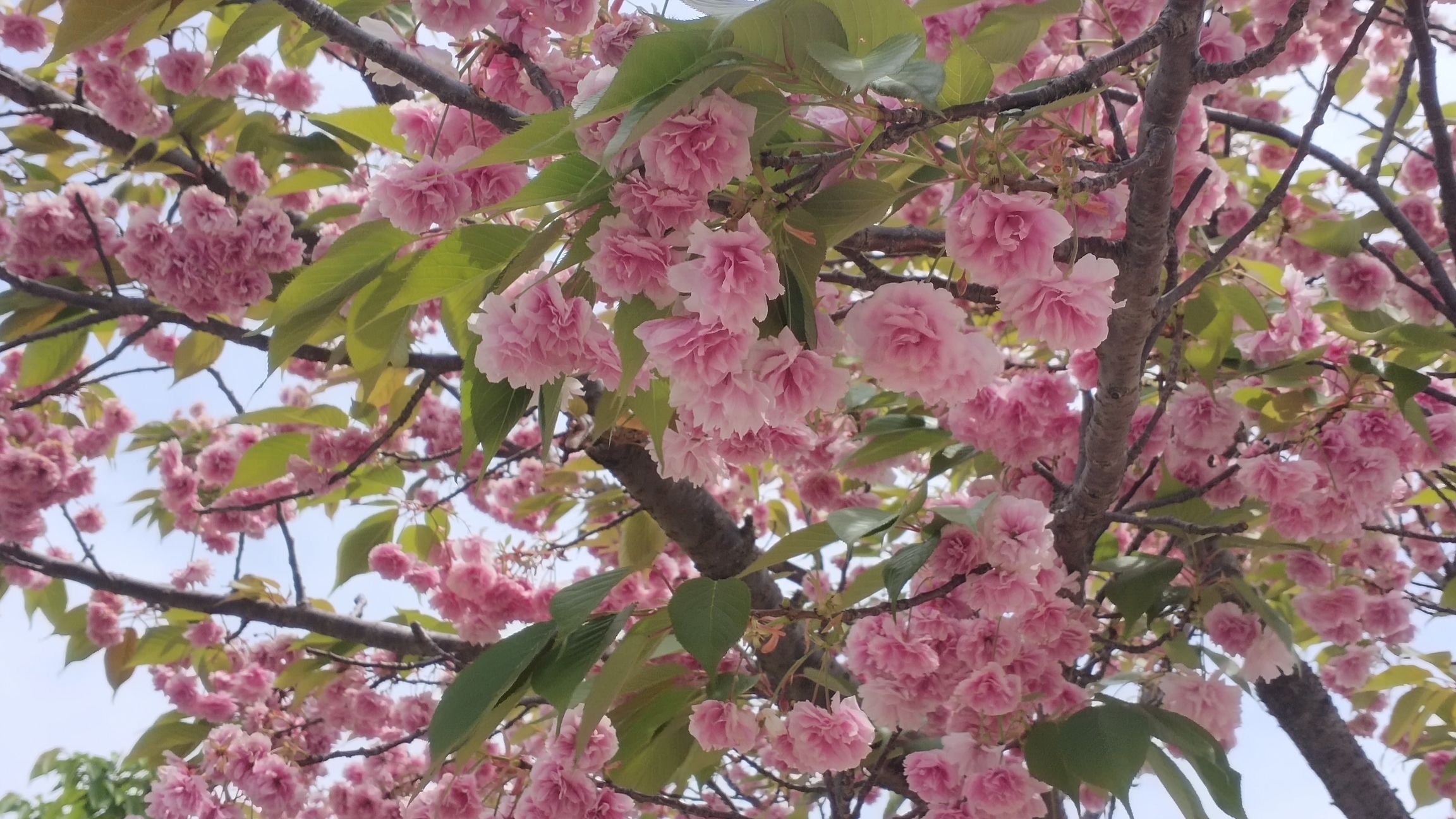 青岛大沽河省级生态旅游度假区旅行图片