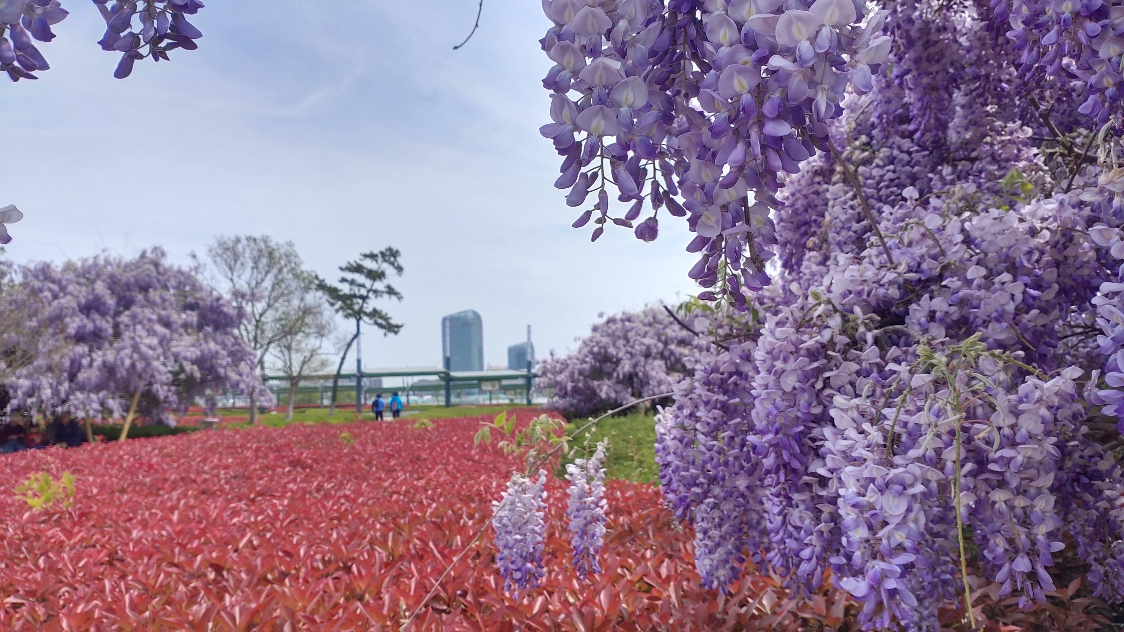 青岛大沽河省级生态旅游度假区旅行图片 3