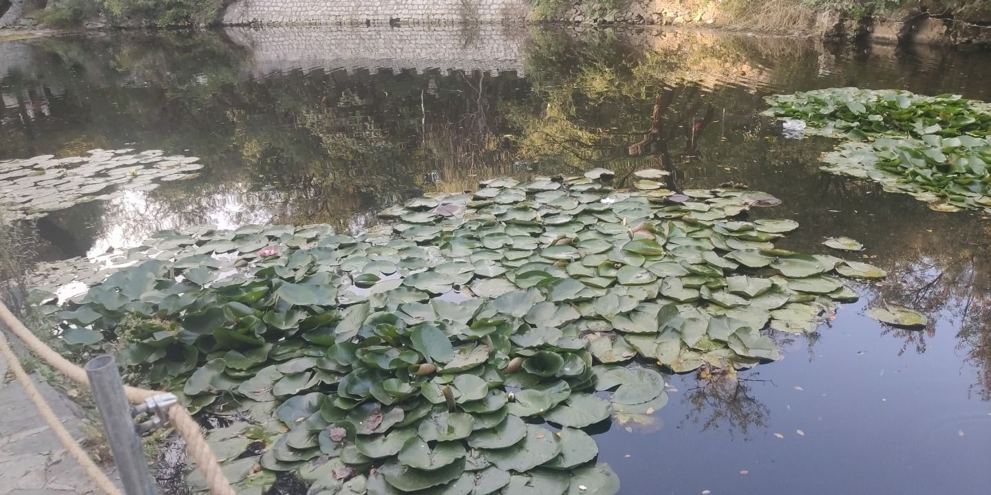 碧波花语