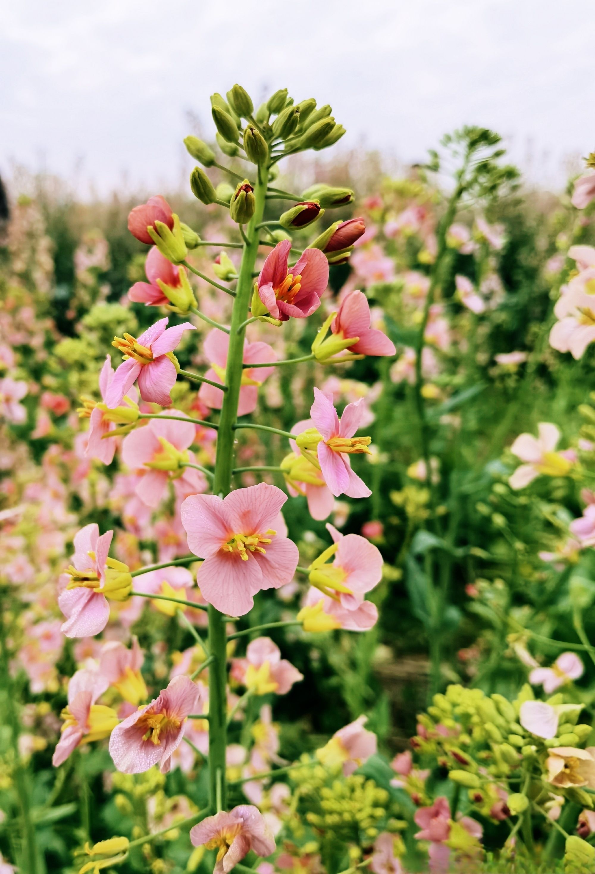 鼎湖油菜花观景点旅行图片 1