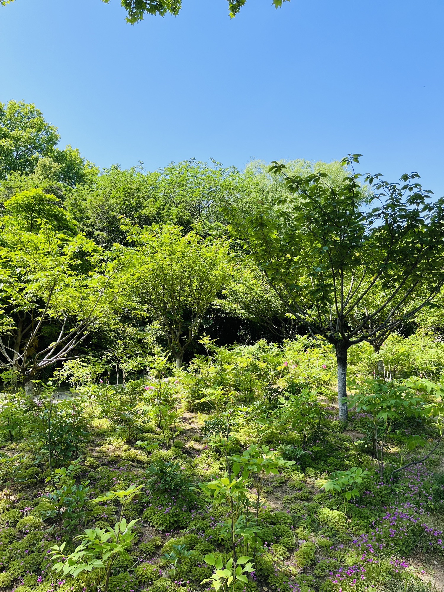 金山公园-菩提植物园