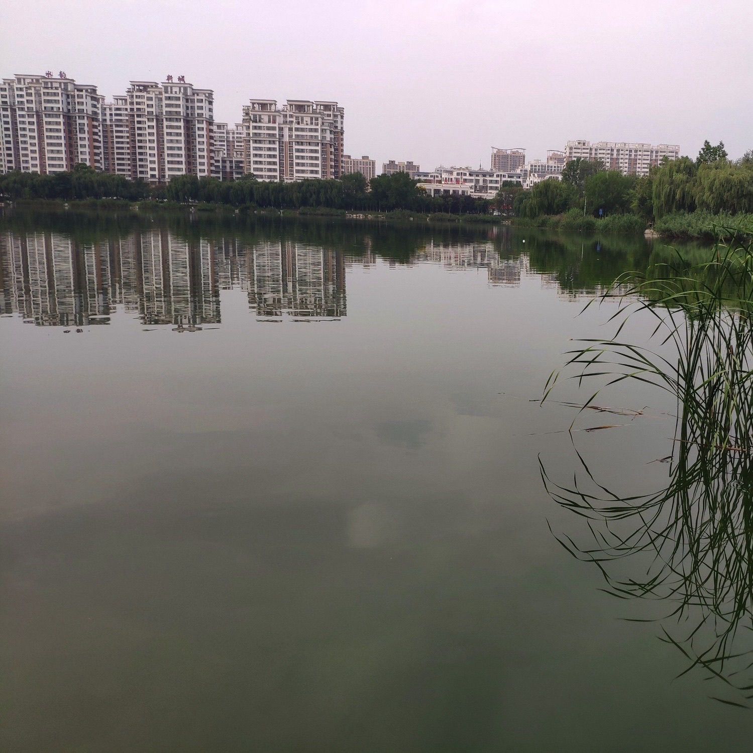 冠县清泉河人工湿地旅行图片 2