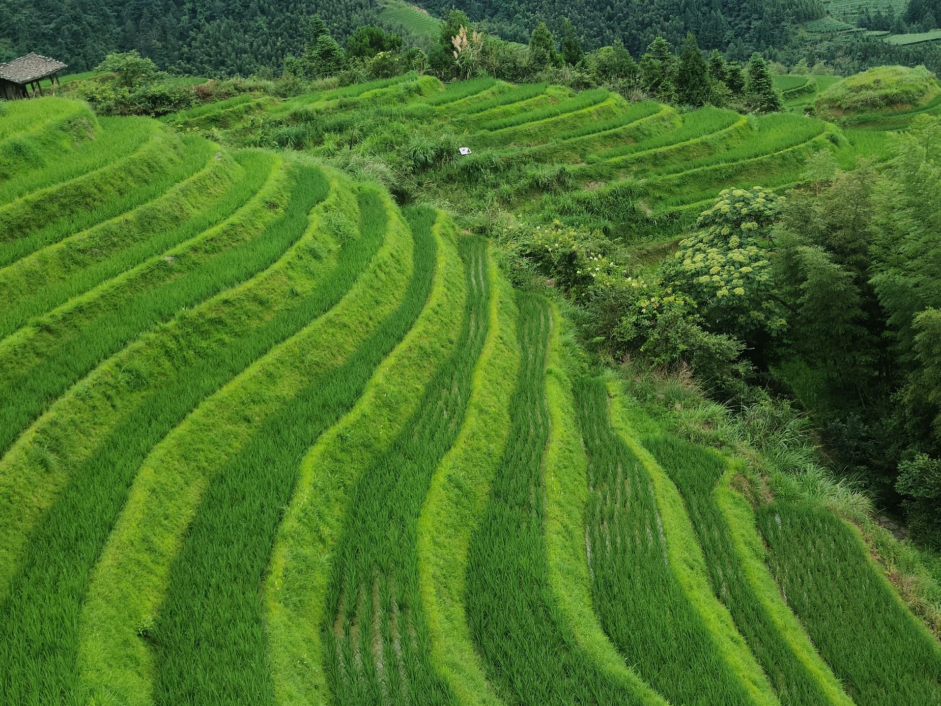 凤凰回头观景点旅行图片 2