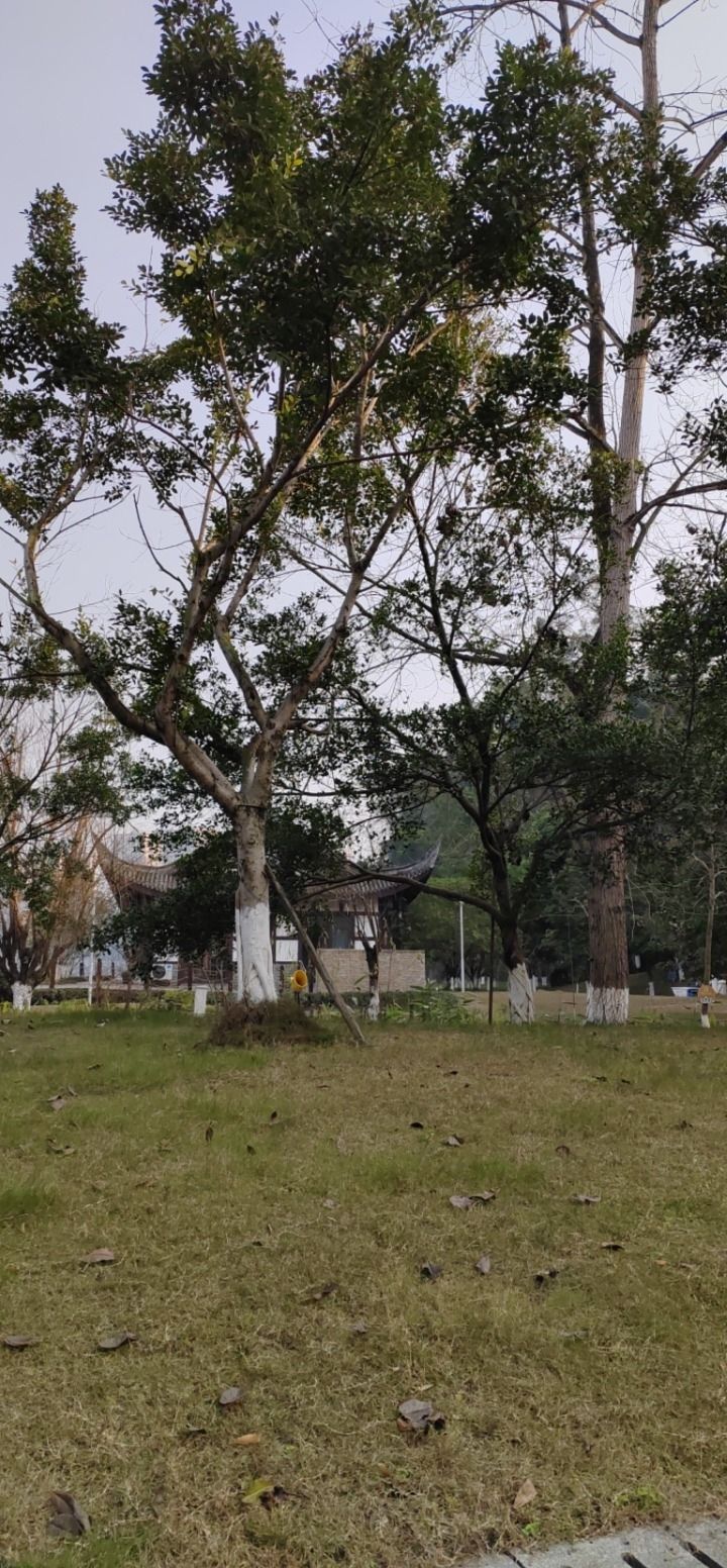 莲花广场旅行图片 2