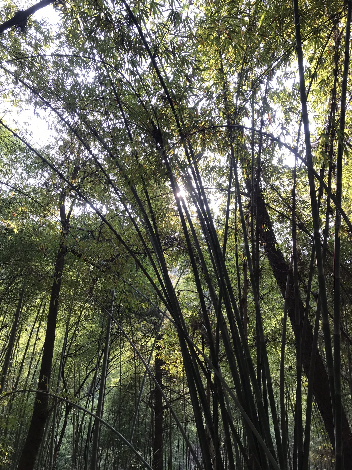 梅兰山公园旅行图片 2