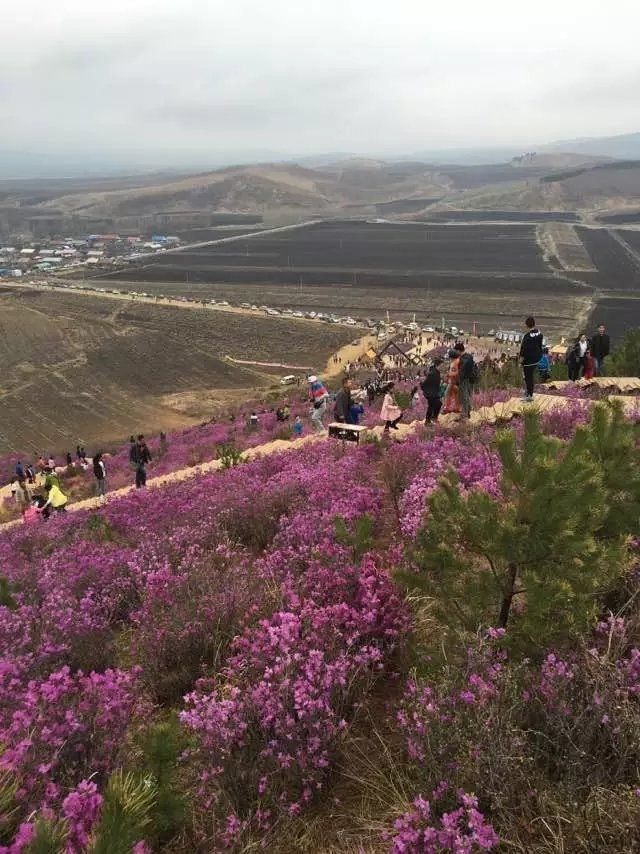 金达莱花山旅行图片 3
