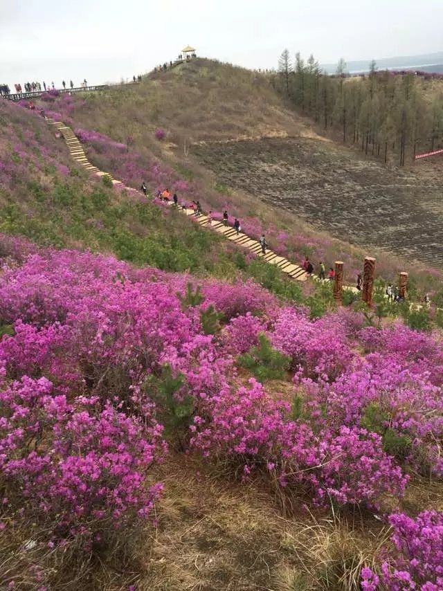 金达莱花山旅行图片 2