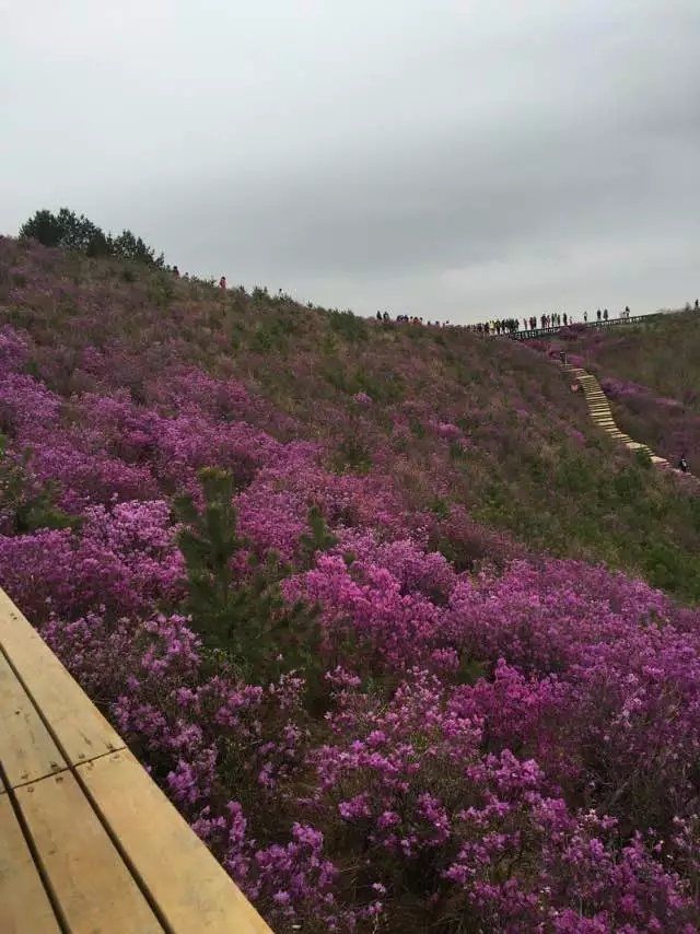 金达莱花山旅行图片