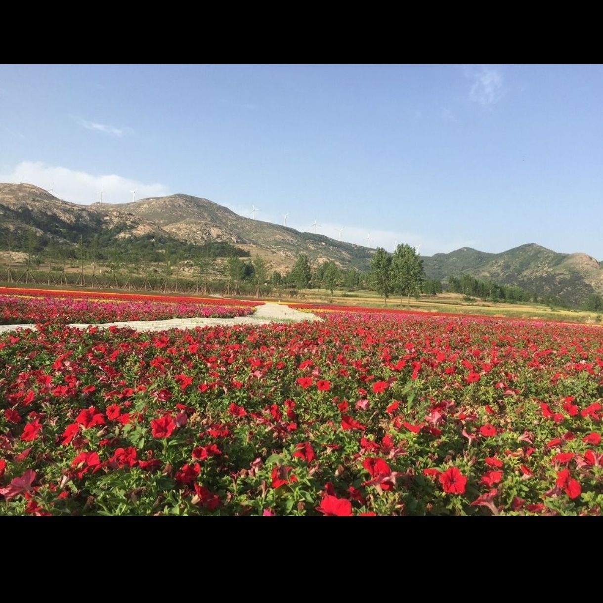 花海水乡旅行图片 1