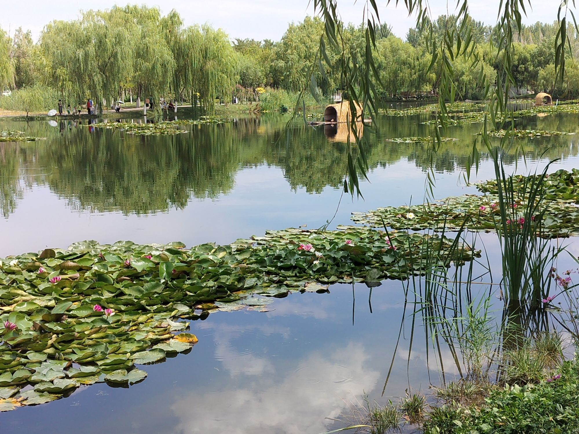 后滩湿地公园
