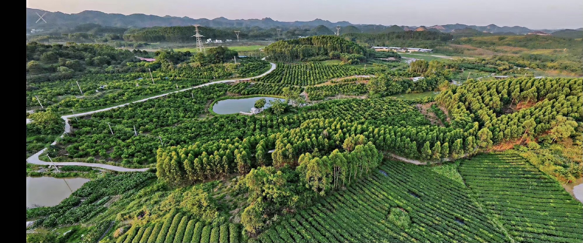大明山万古茶园旅行图片 1