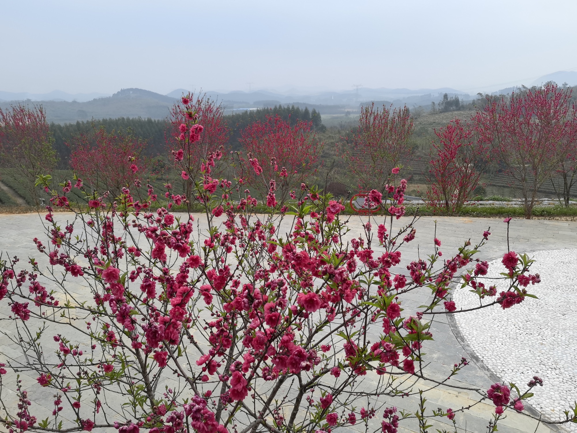 大明山万古茶园旅行图片 2