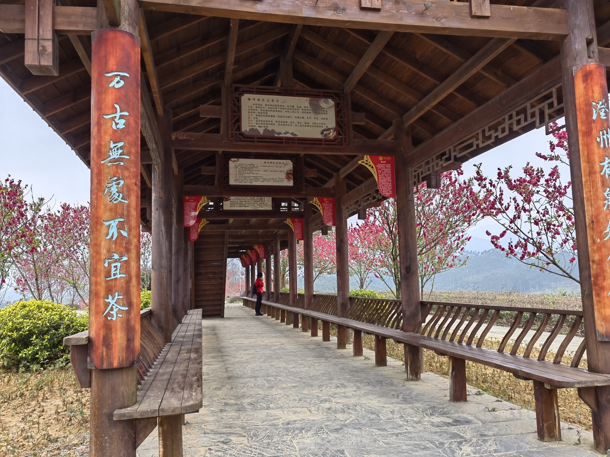 大明山万古茶园旅行图片 3