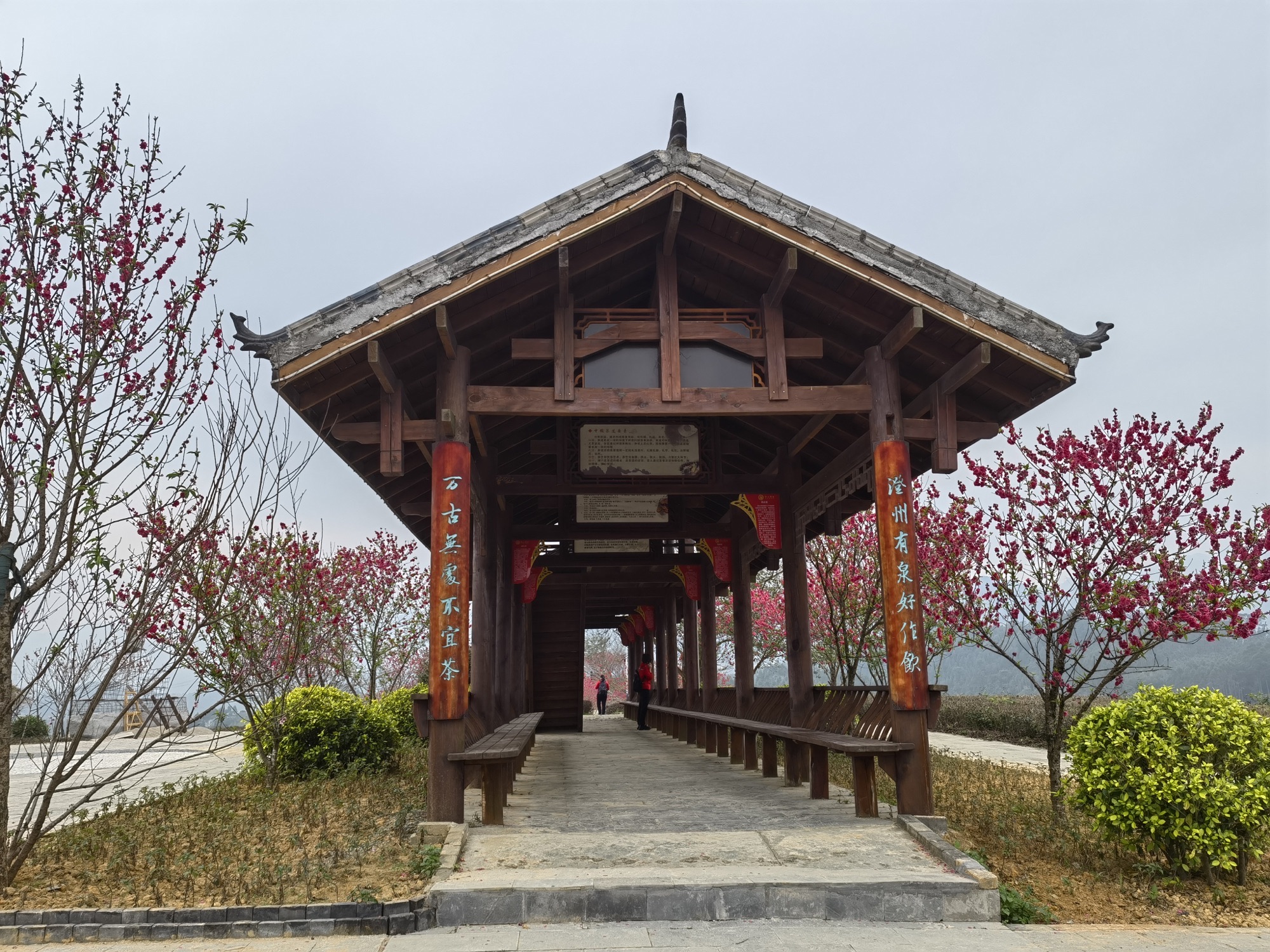 大明山万古茶园旅行图片 1