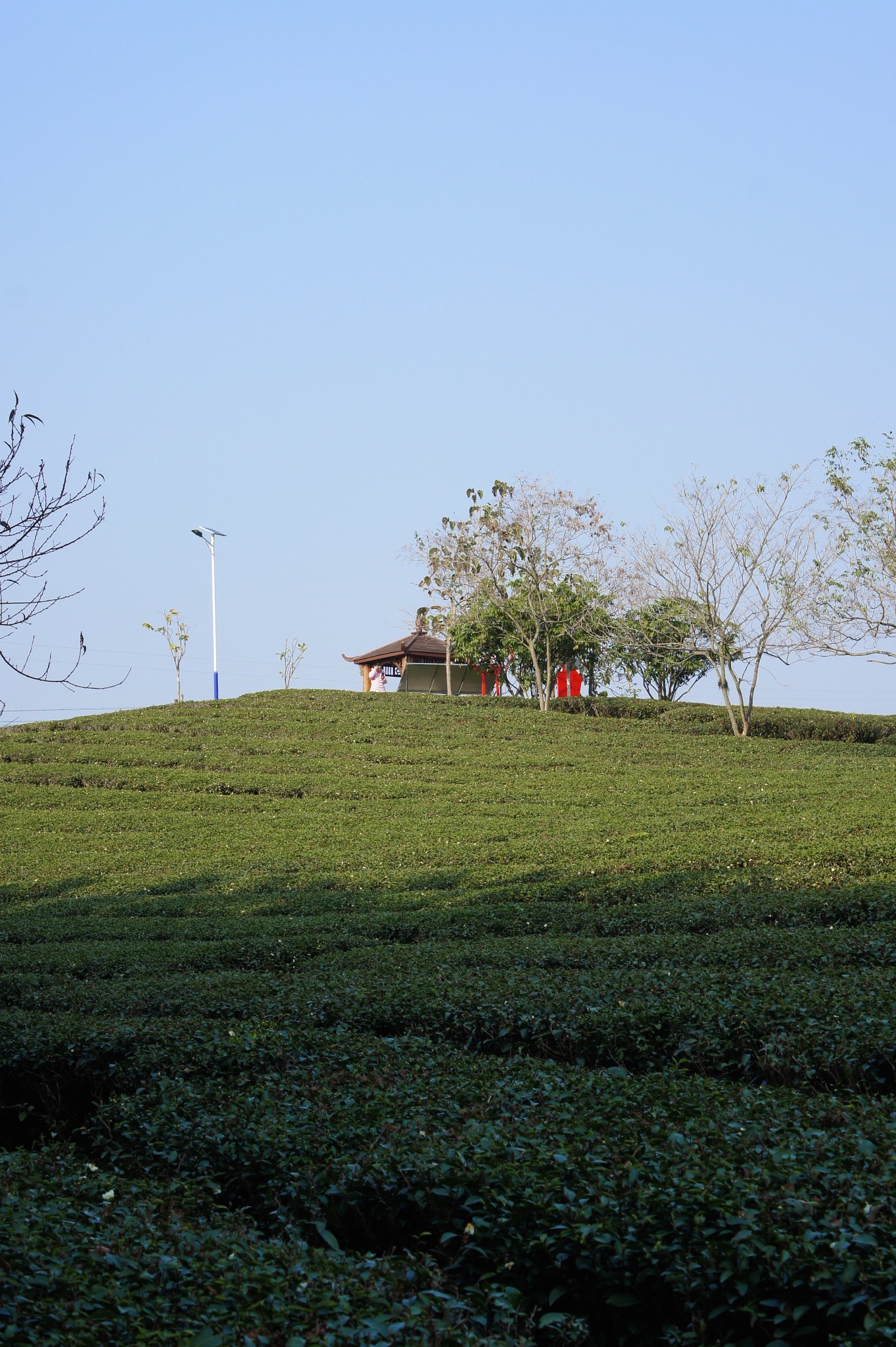 大明山万古茶园旅行图片 3