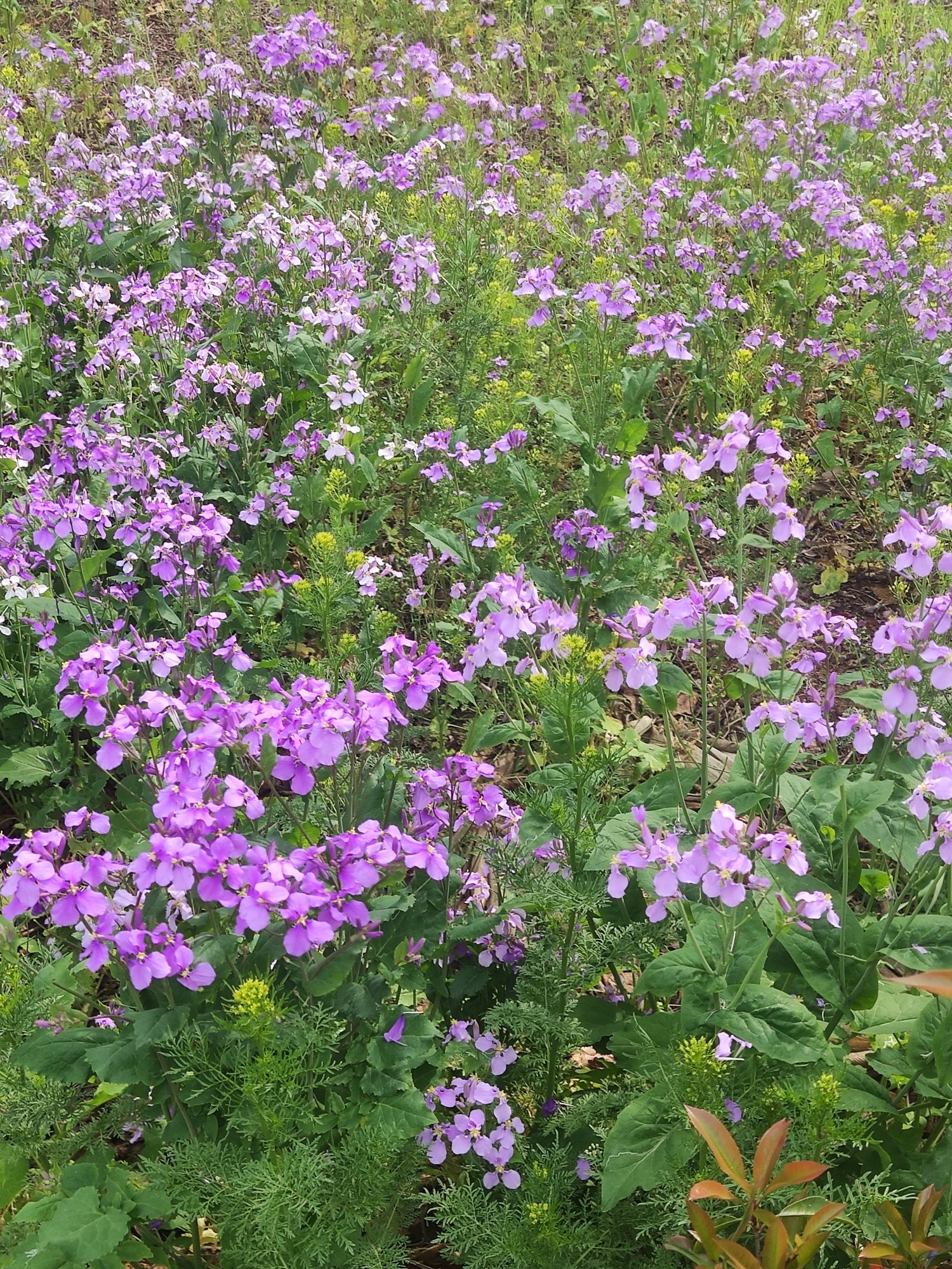 申甘林带主会场旅行图片 3