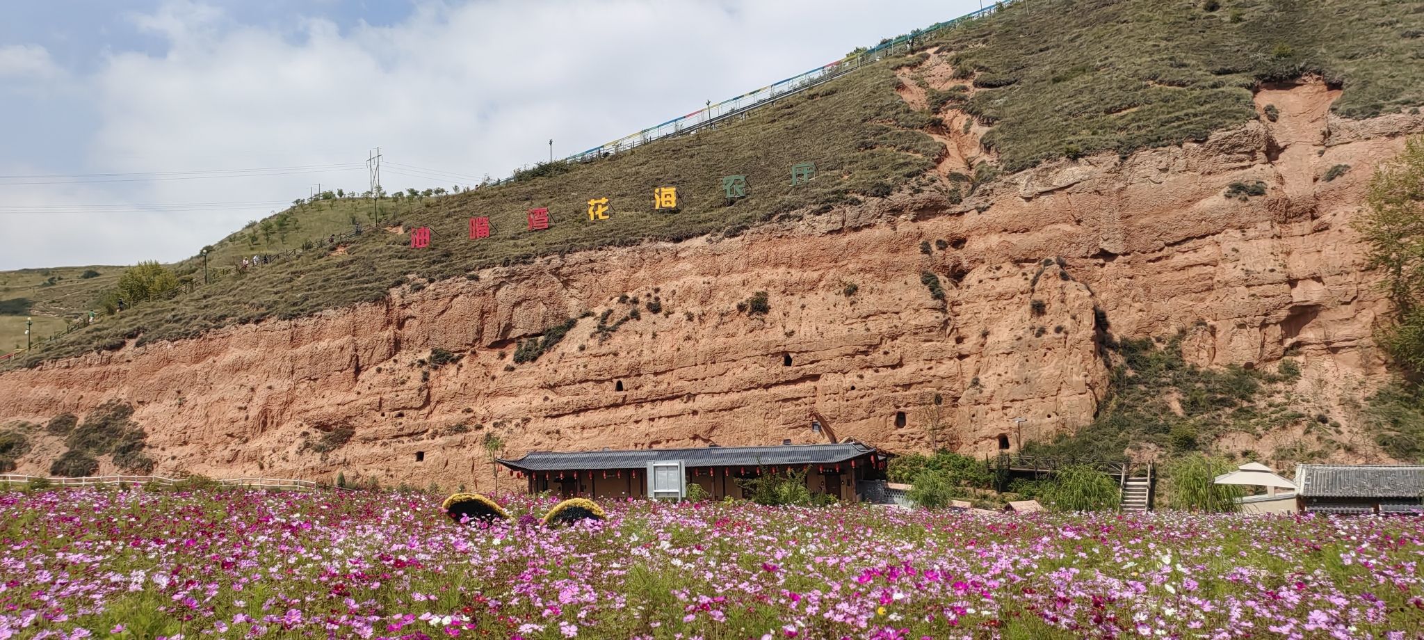 互助油嘴湾花海