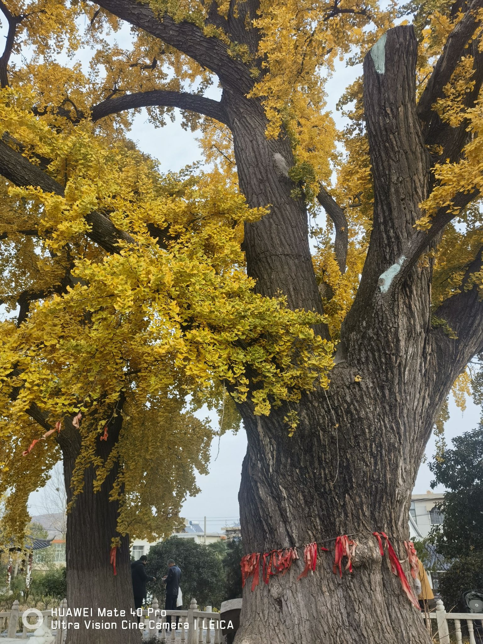 千年银杏 - 宿城街道便民圈栖邻生活圈风景名胜服务点实景照片