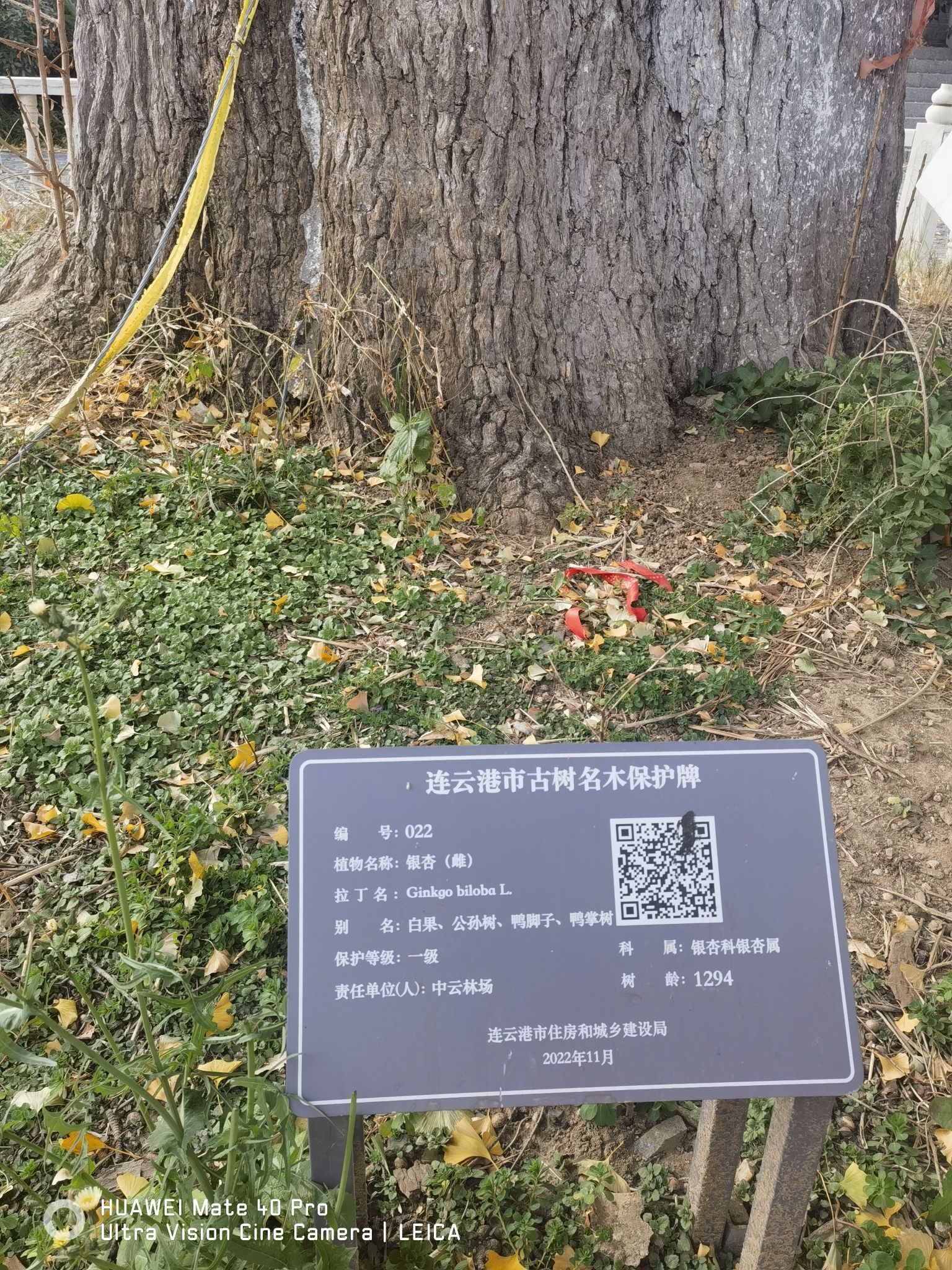 千年银杏 - 宿城街道便民圈栖邻生活圈风景名胜服务点实景照片