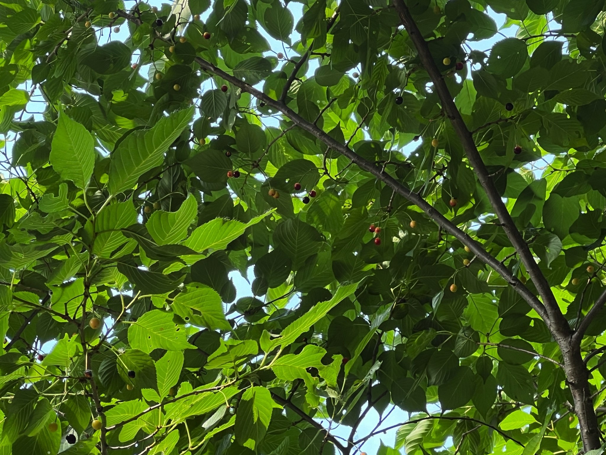 市花月季公园旅行图片 1