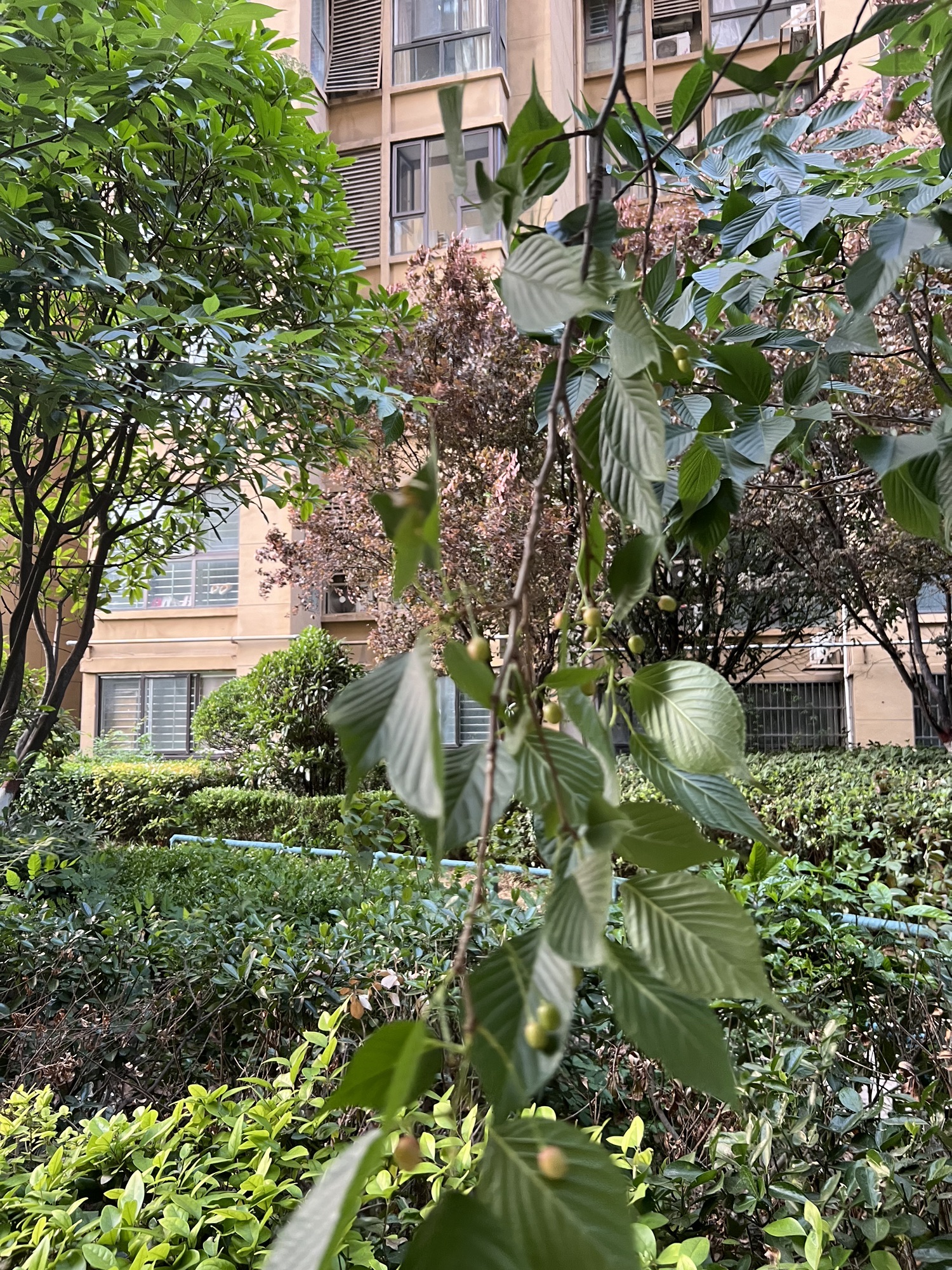 市花月季公园旅行图片 3