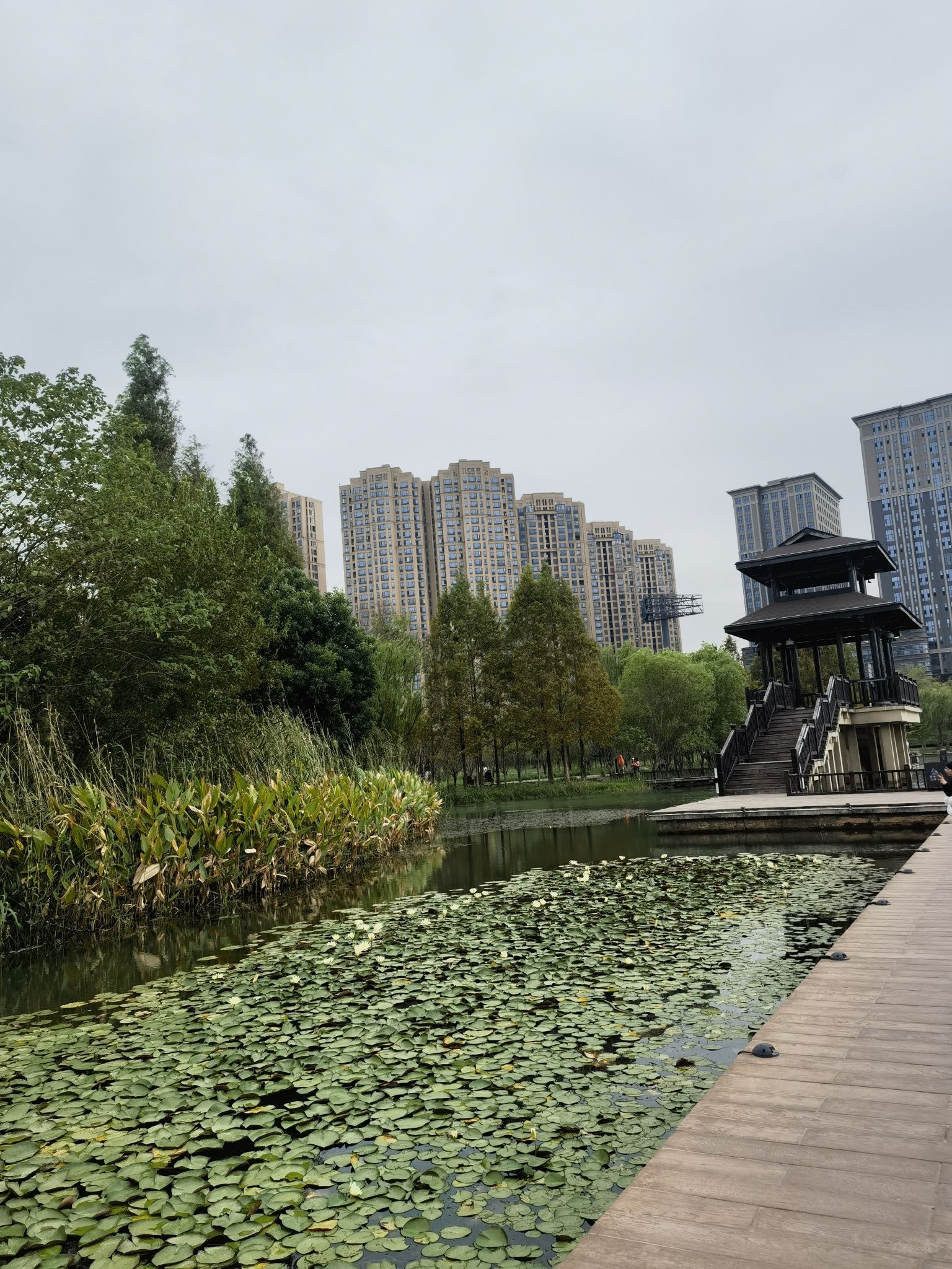 洋湖湿地公园欢动世界