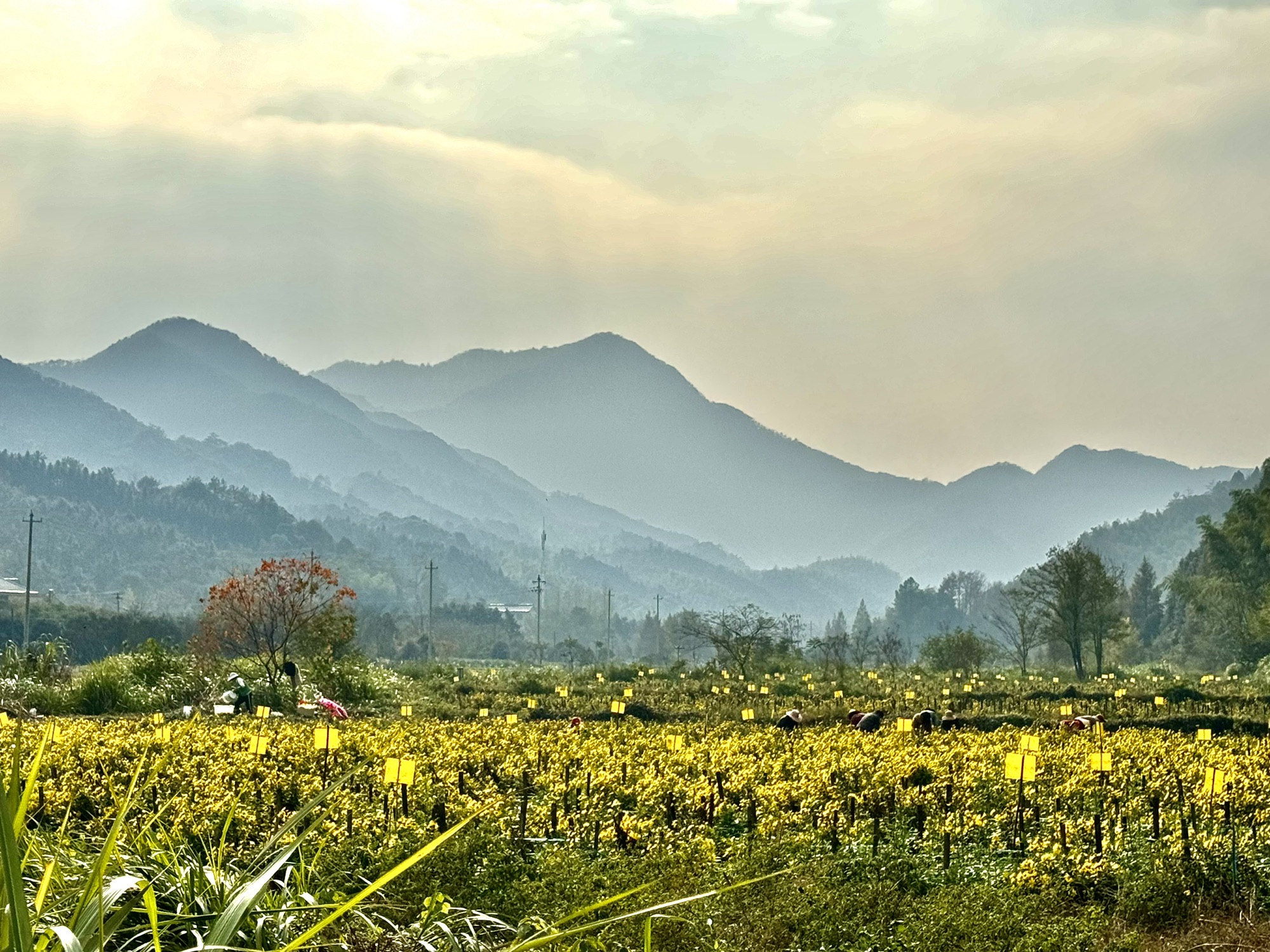 霭里中国乡村旅游模范村旅行图片 1