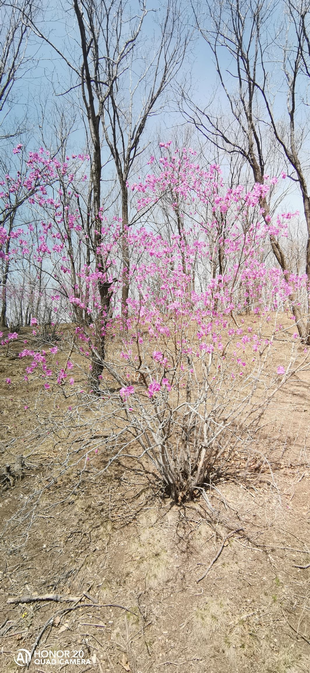 杜鹃花谷旅行图片 1