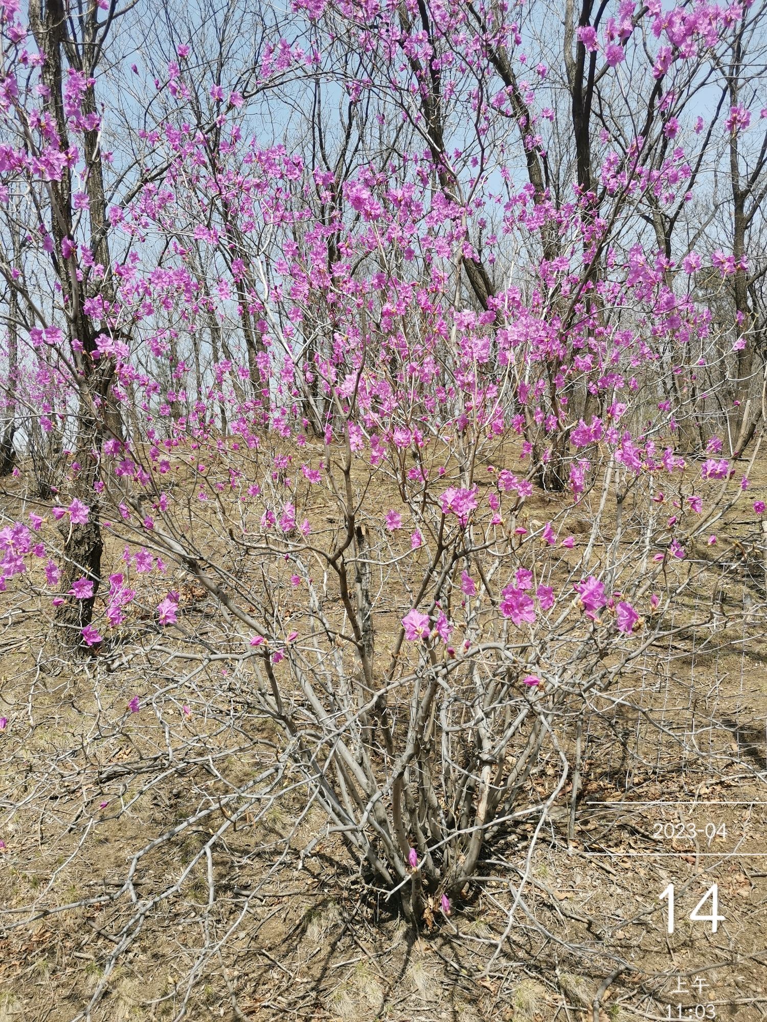 杜鹃花谷旅行图片 2