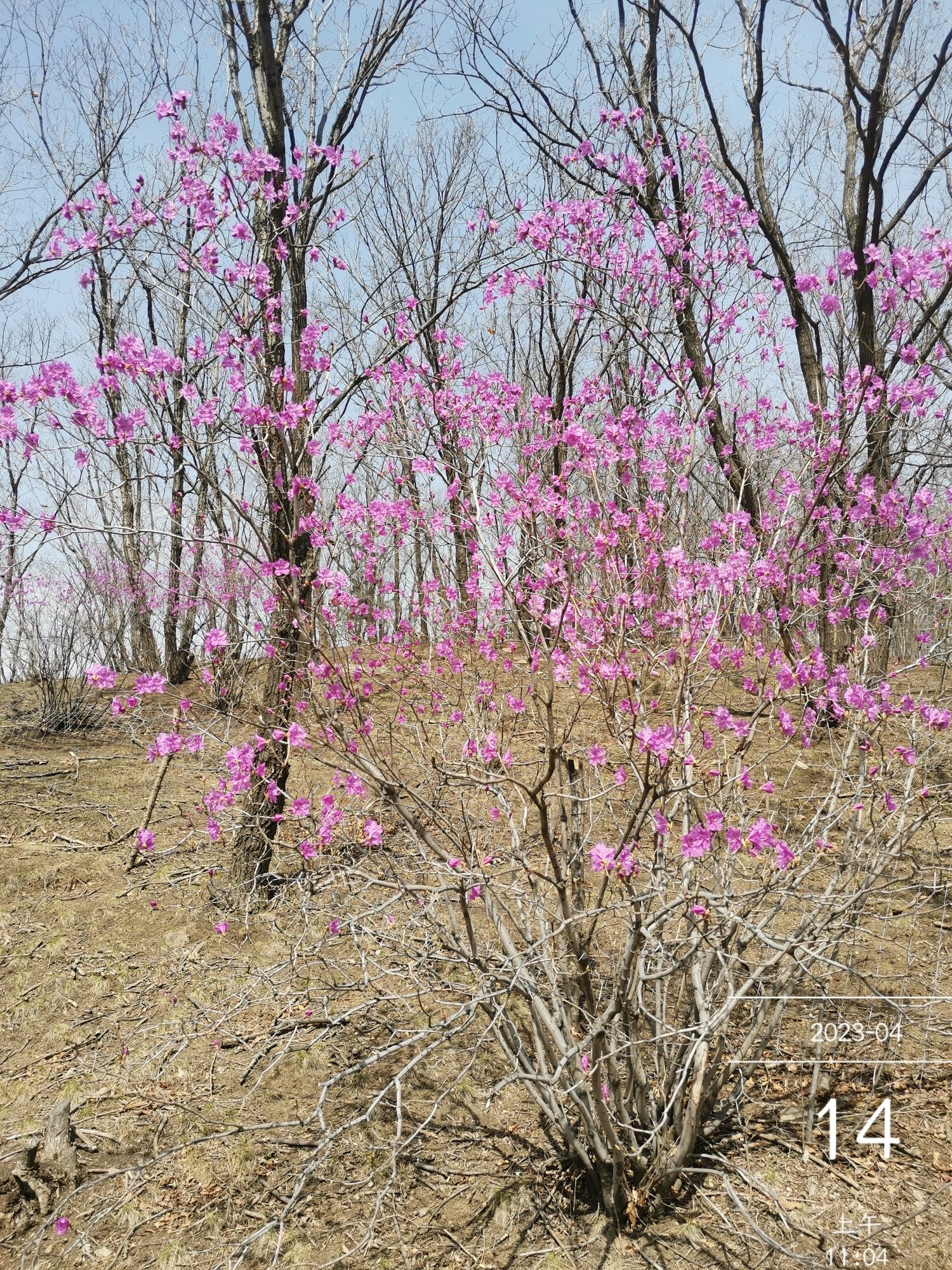 杜鹃花谷