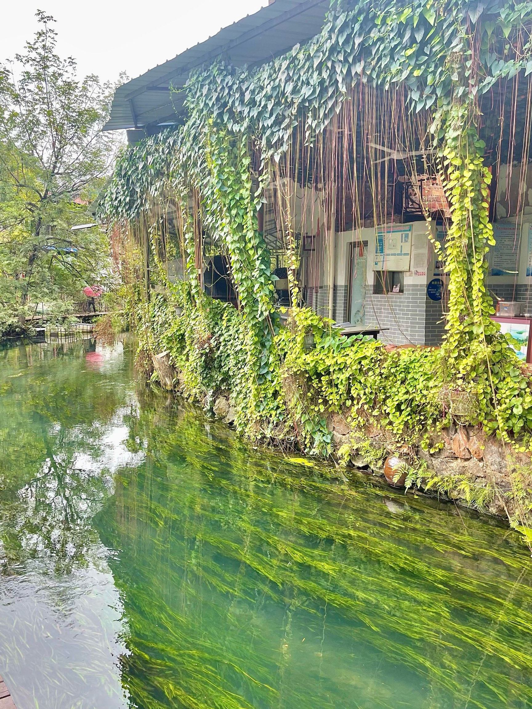 龙井村风景区旅行图片 2