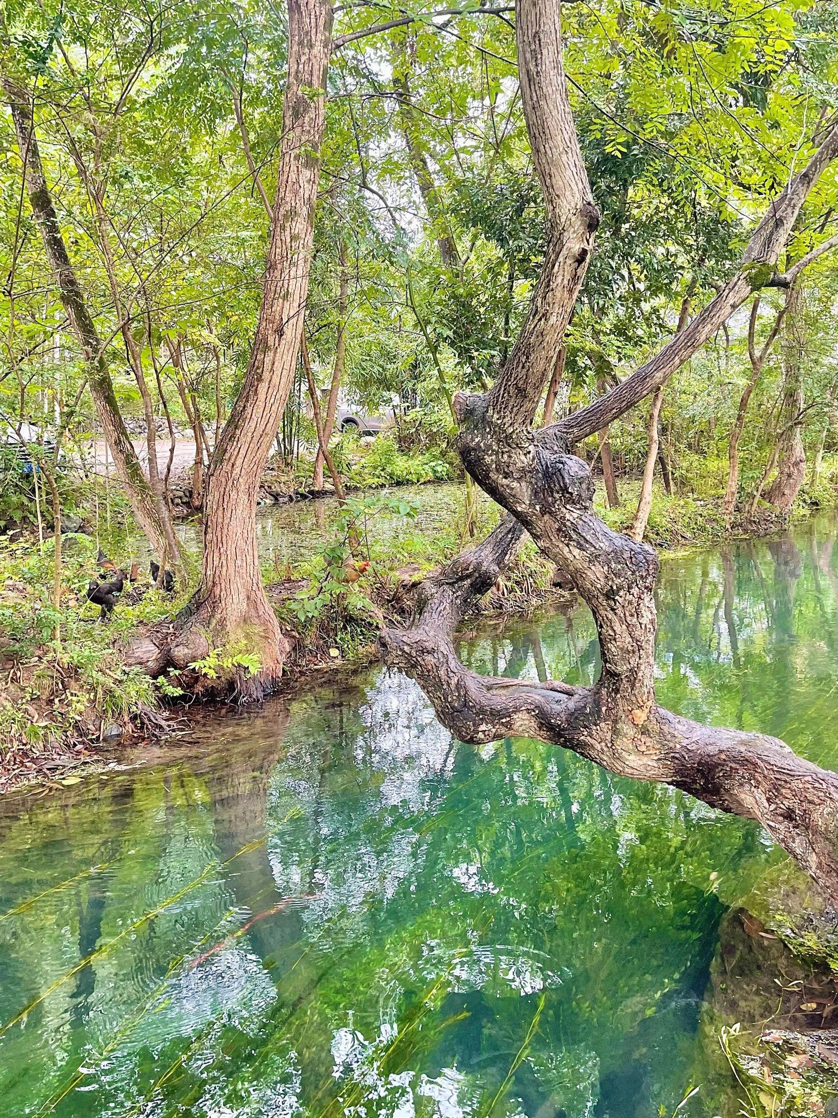 龙井村风景区旅行图片 3