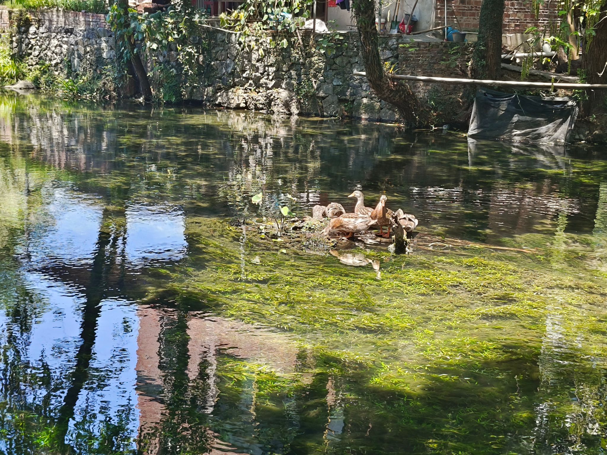 龙井村风景区旅行图片 2