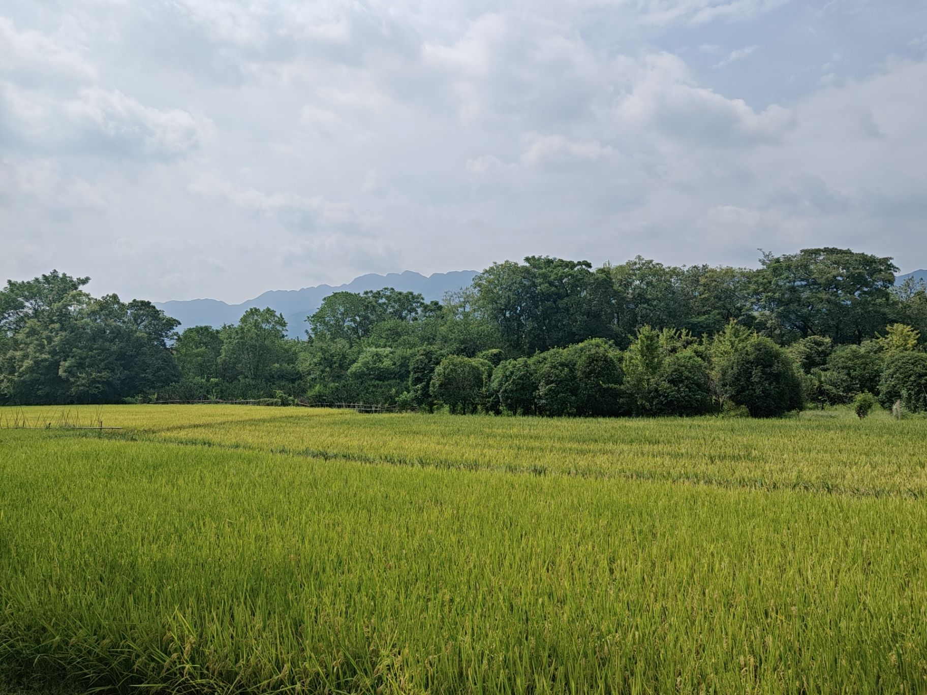 龙井村风景区旅行图片 2
