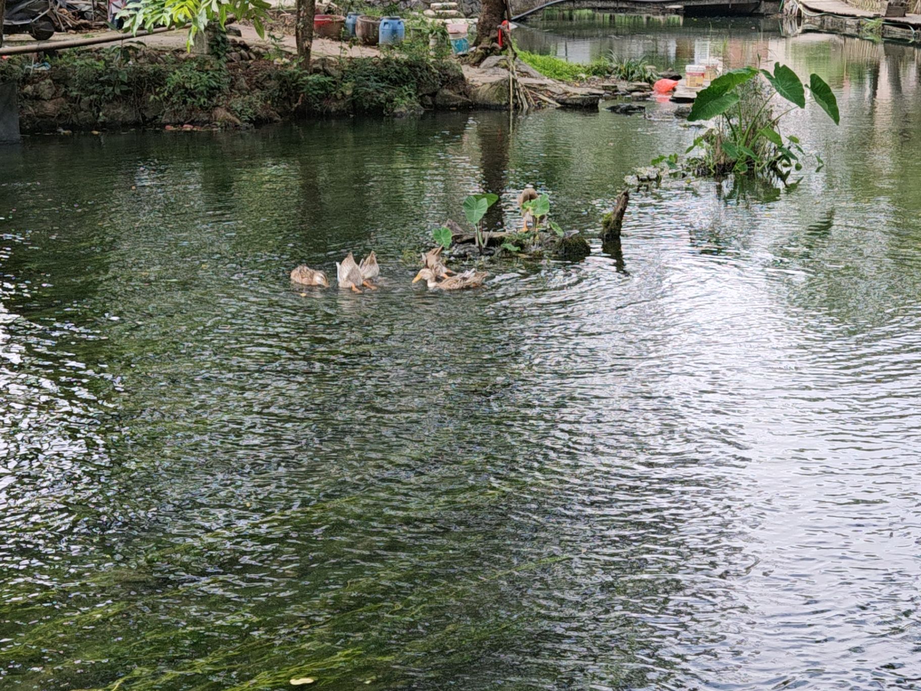 龙井村风景区旅行图片 3