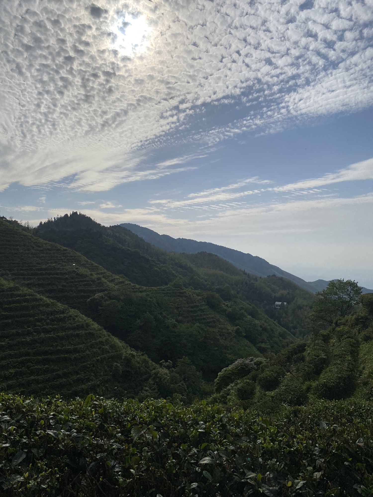 十里茶乡旅行图片 2