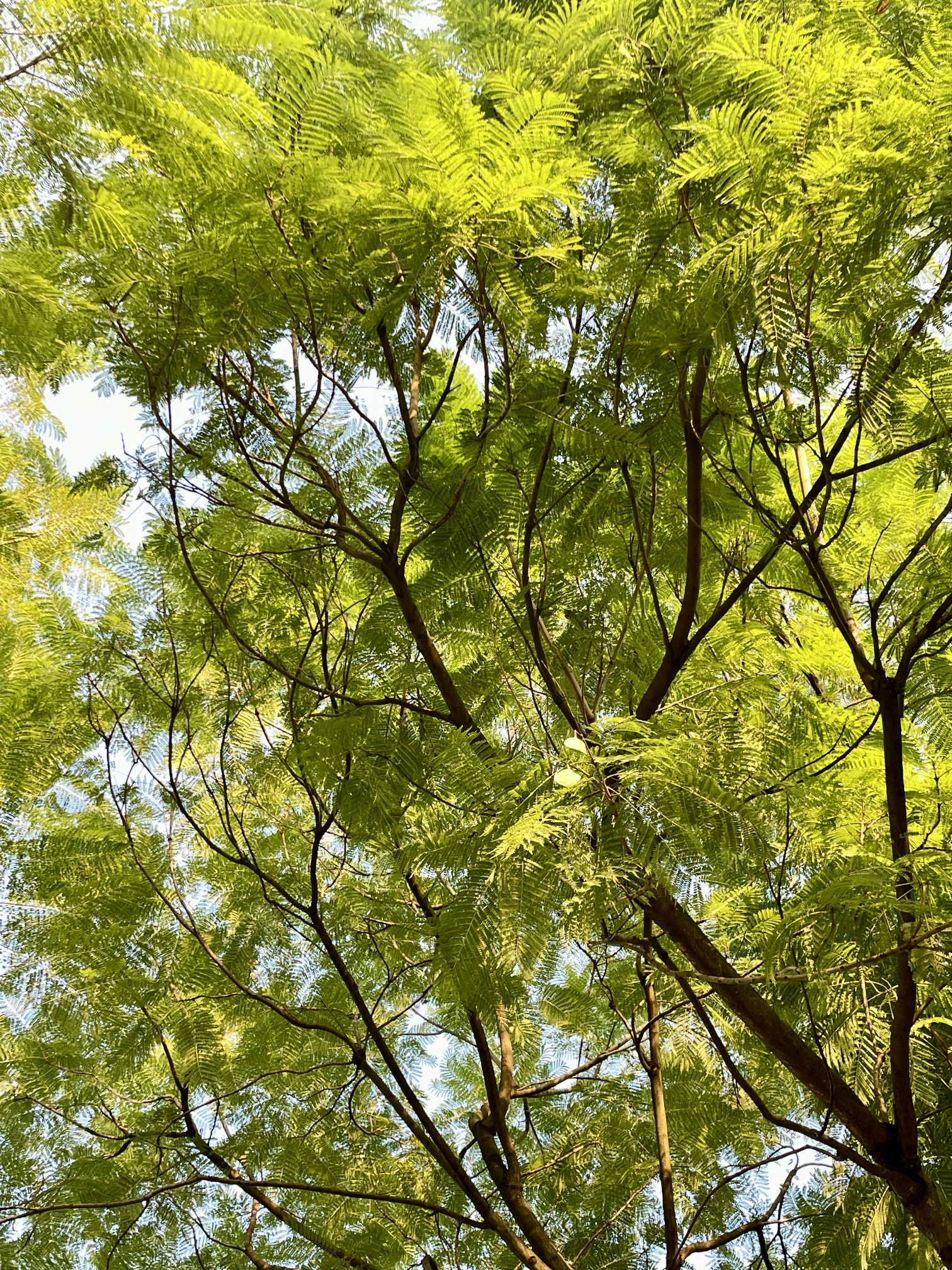 铜鼓湖湿地公园旅行图片 3