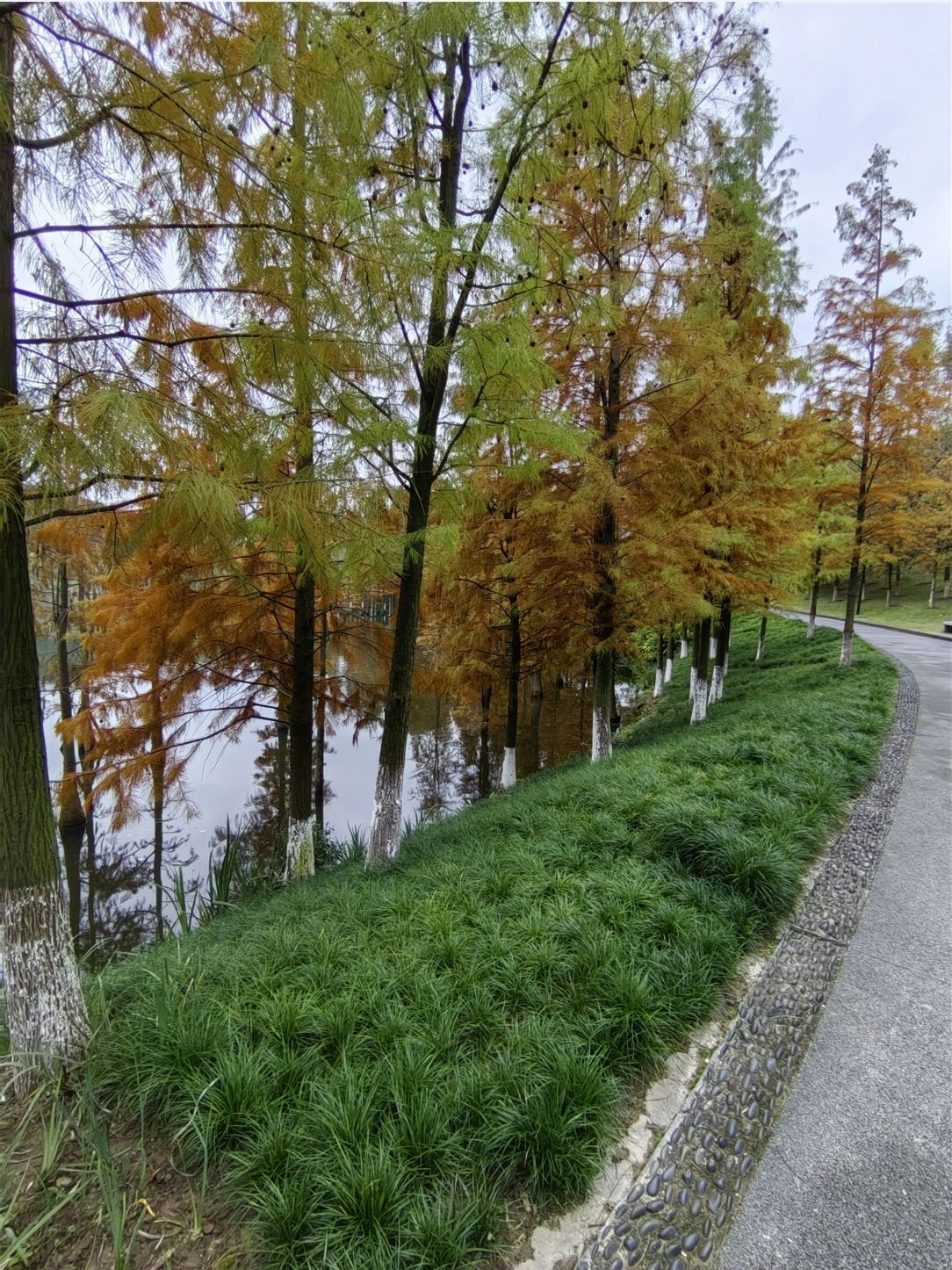 铜鼓湖湿地公园旅行图片 2