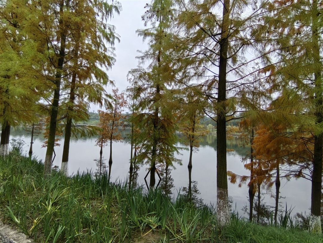 铜鼓湖湿地公园旅行图片 3