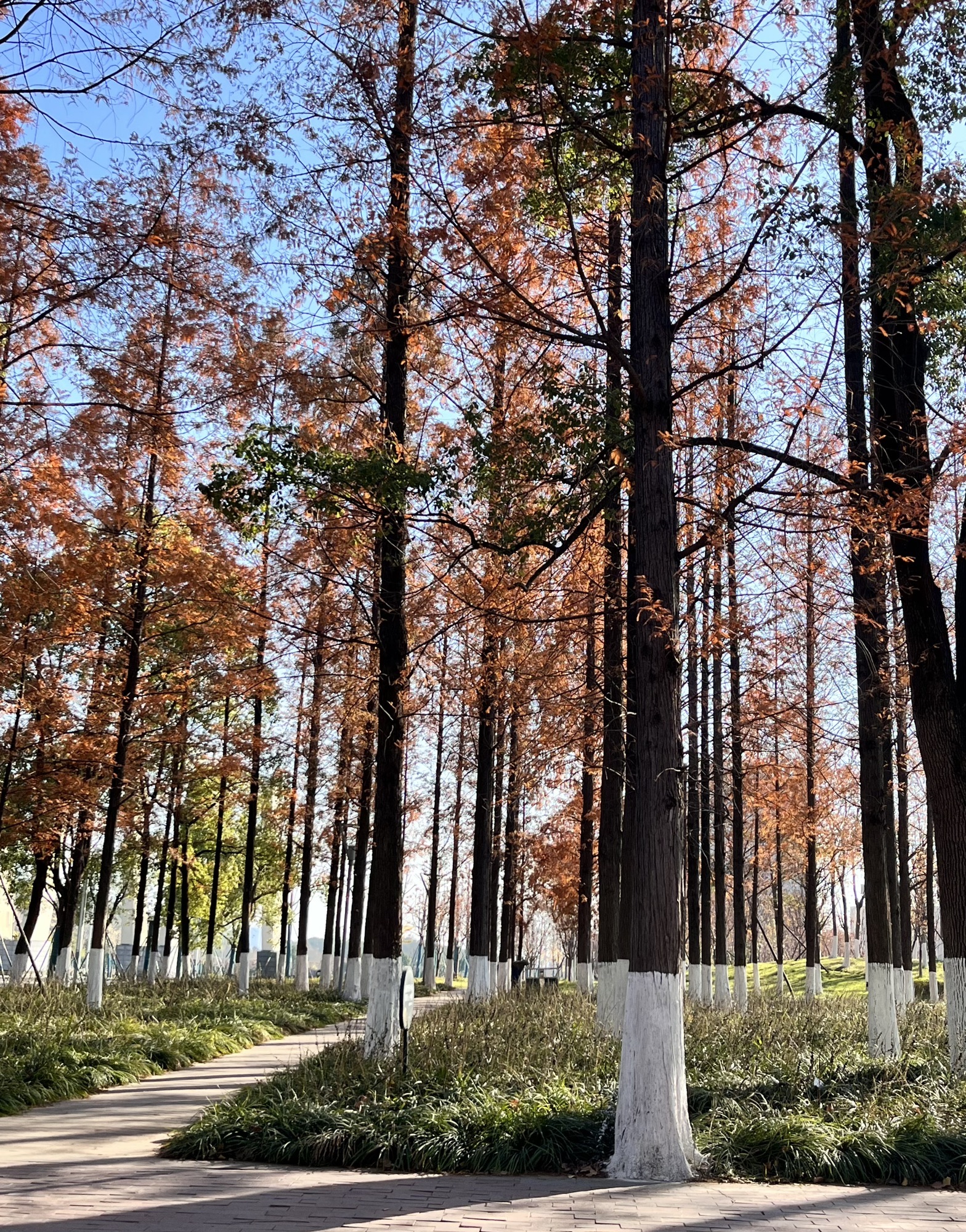 琴湖旅行图片 3