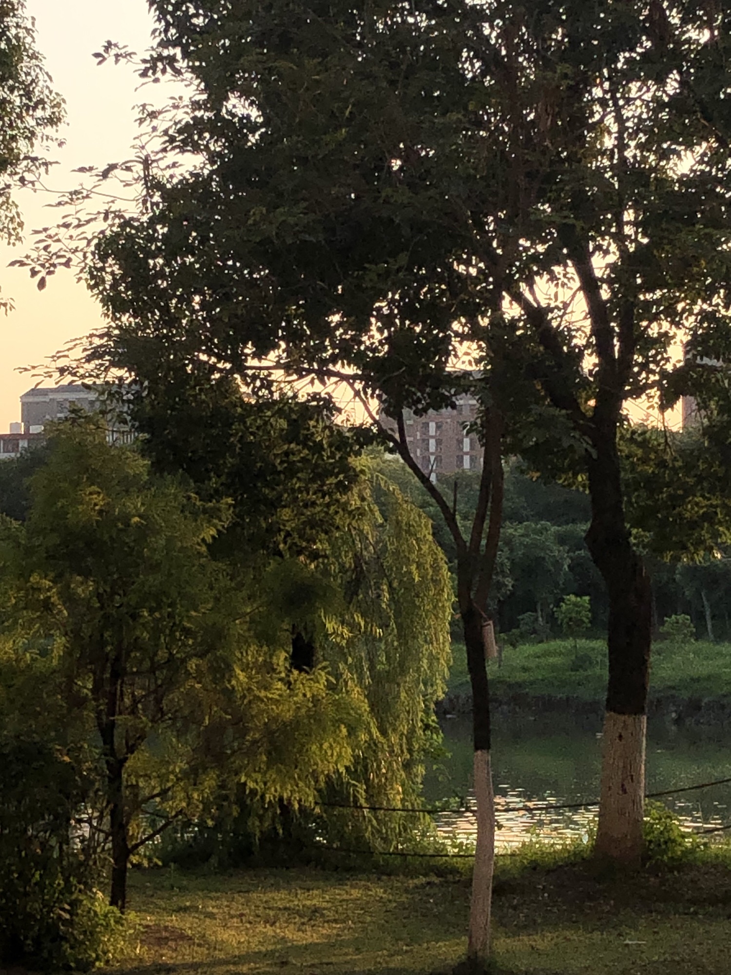 大岭山森林公园旅行图片 3