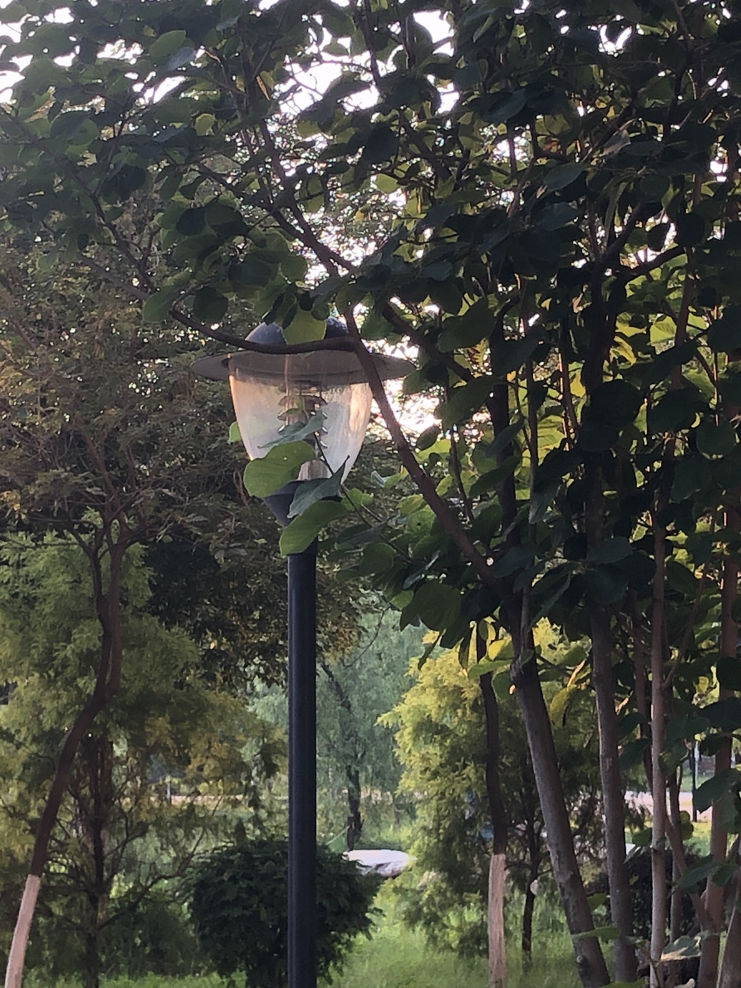 大岭山森林公园旅行图片 2
